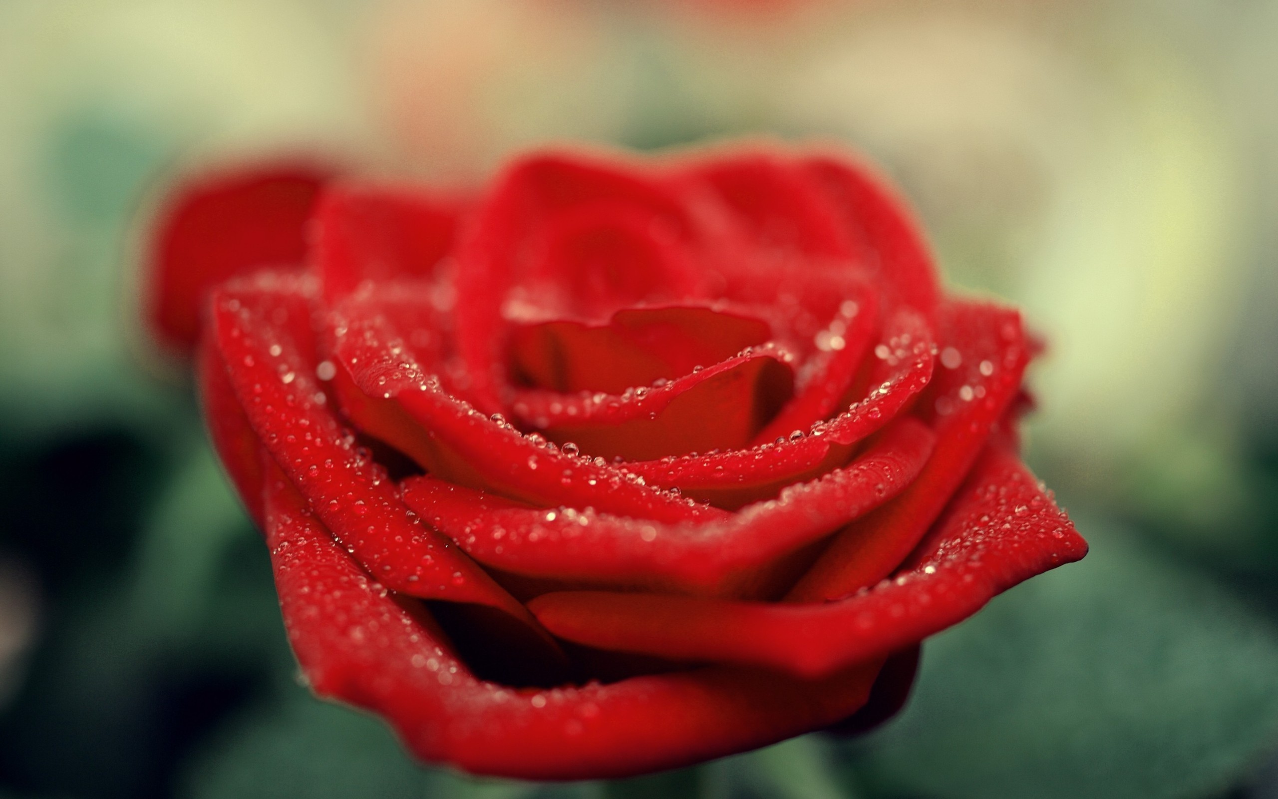 Red Rose Flower Background Pictures Wallpaperset