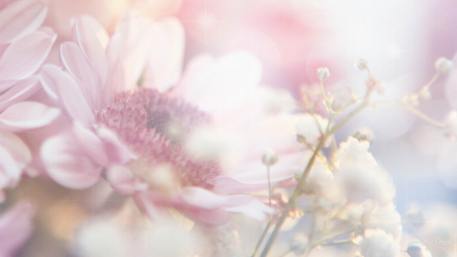 Light Pink Flower Wallpaper (58+ pictures)