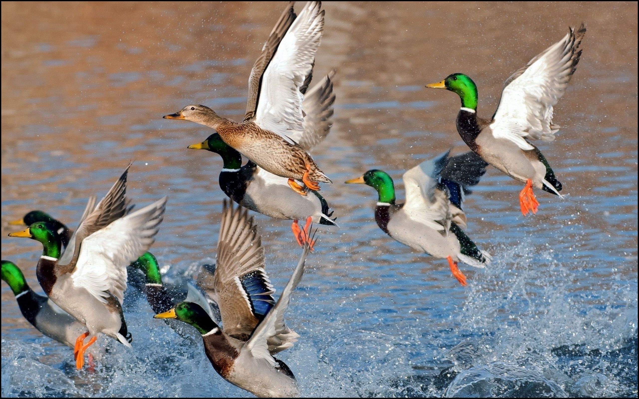 Waterfowl Wallpaper (53+ pictures)