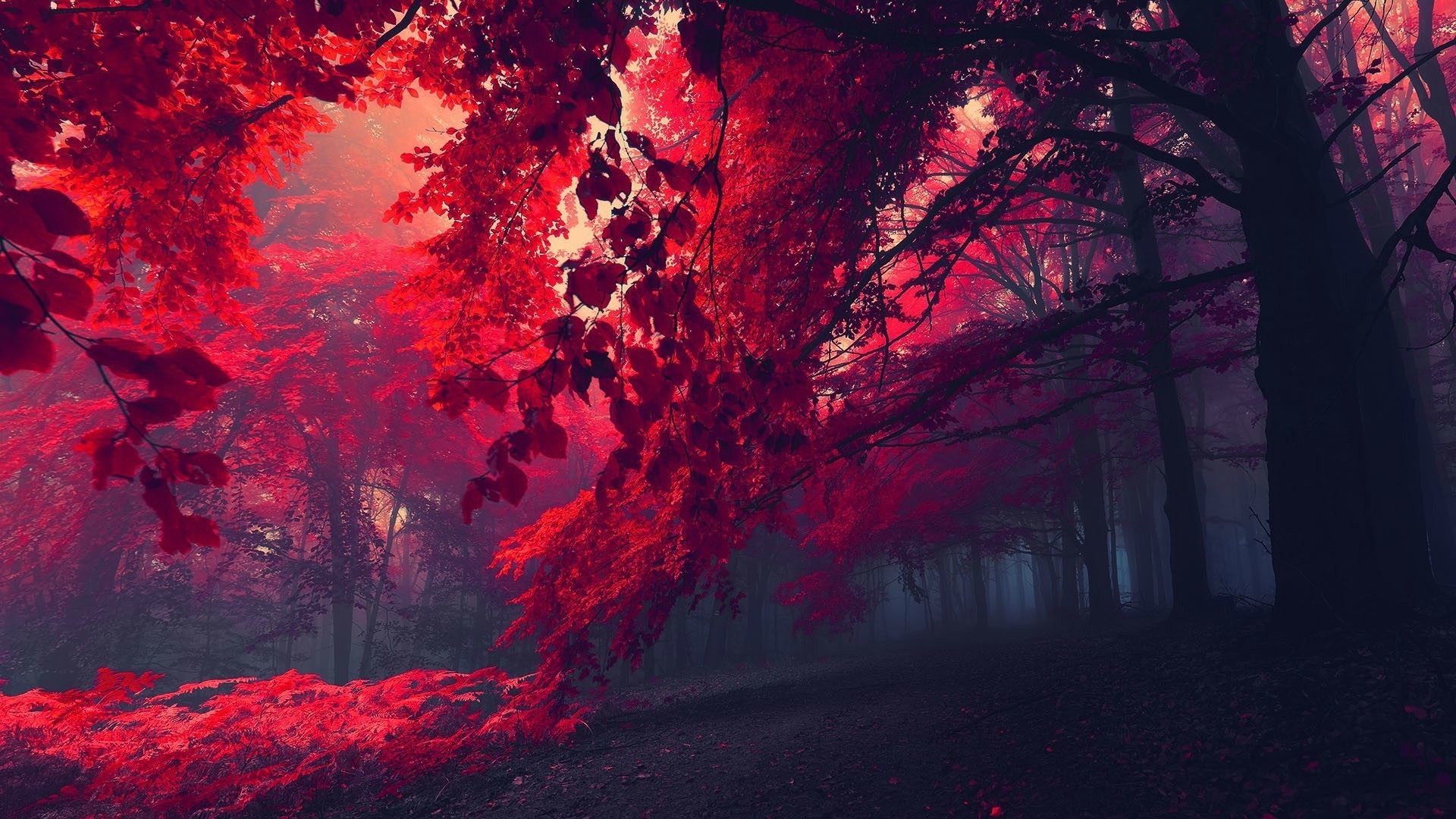 Red Nature Wallpaper (68+ pictures)