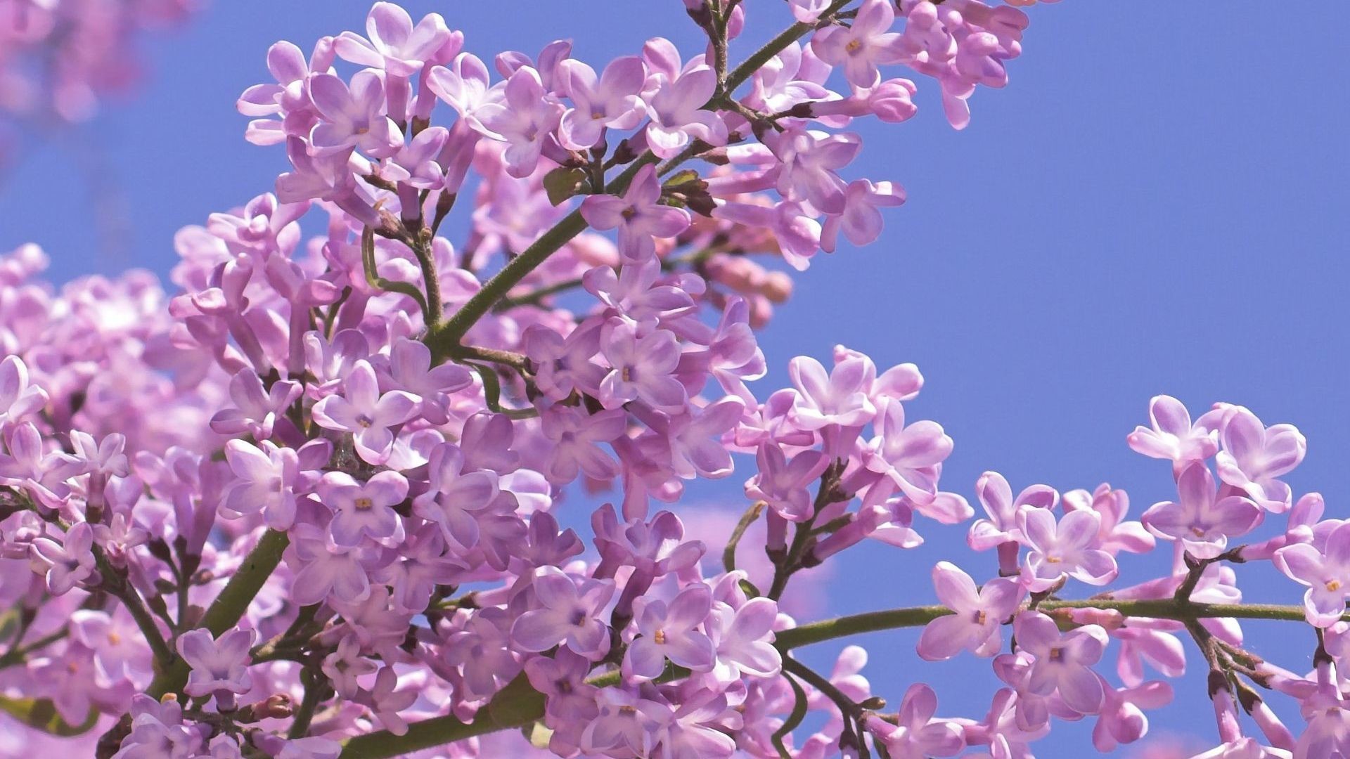 tree with purple pink flowers