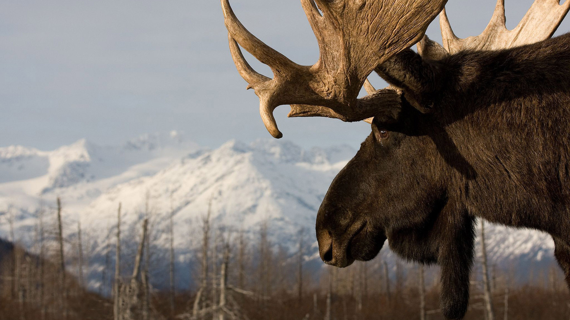 Wallpaper Moose Animals 640x960