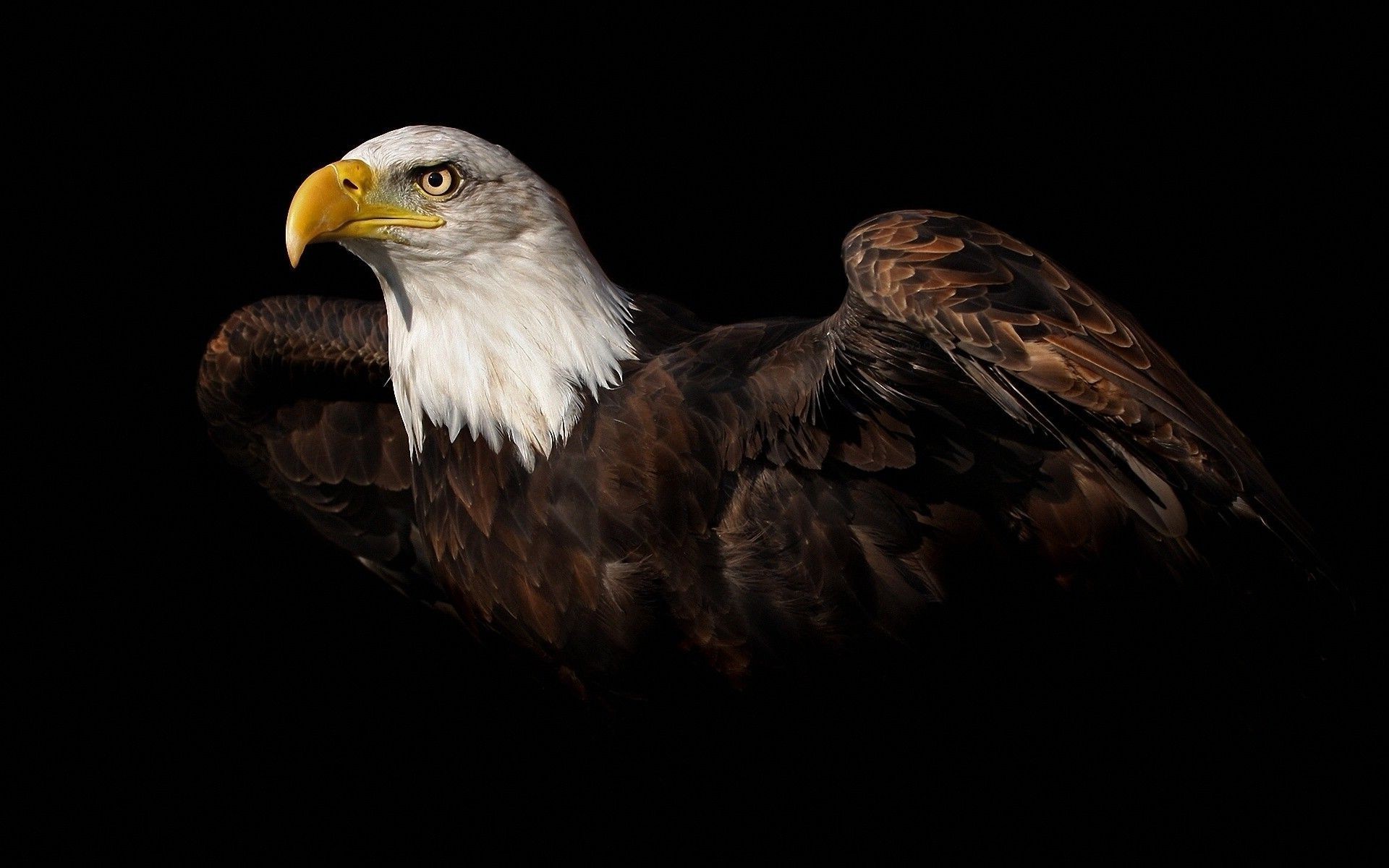 Eagle Wallpaper Hd For Mobile Download