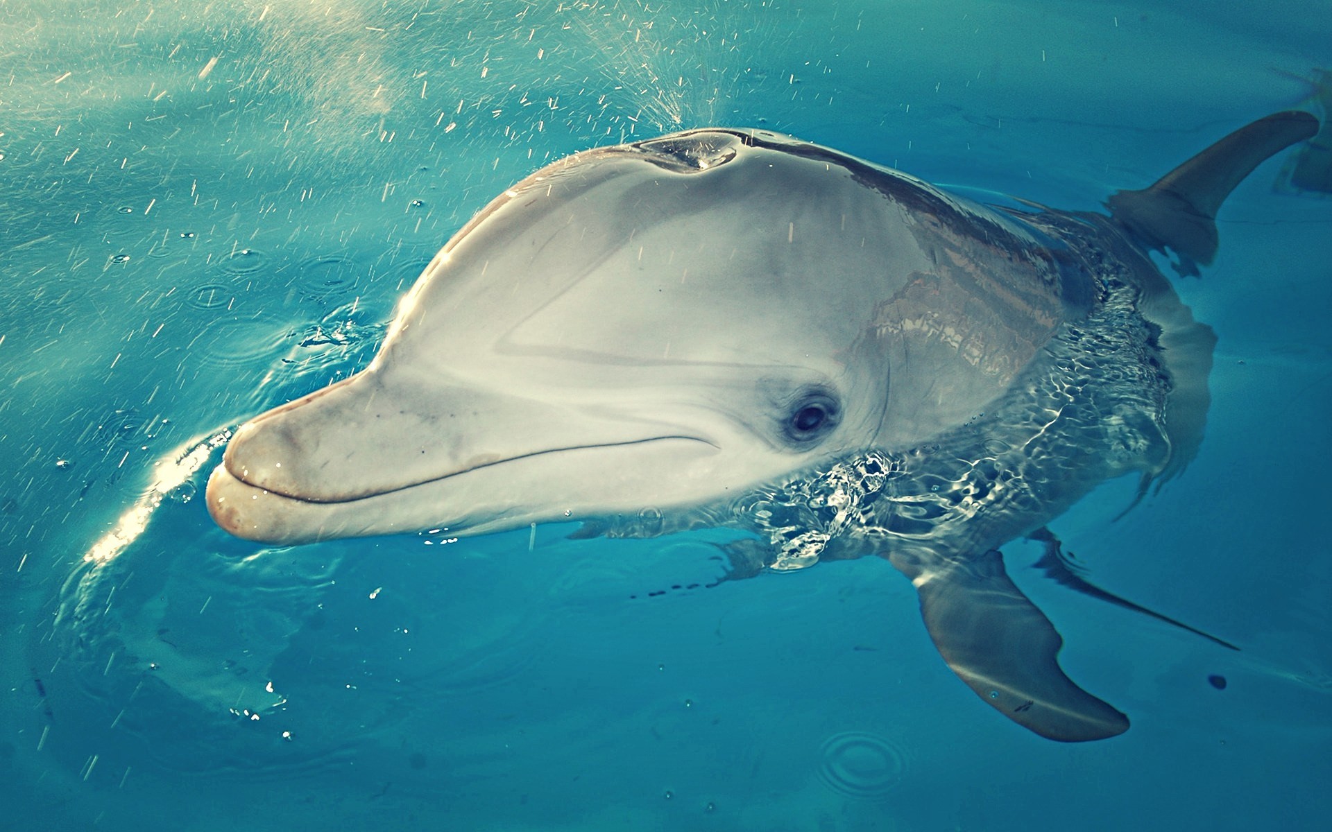 #1703754, dolphin category - High Resolution Wallpapers dolphin backround 1920x1200