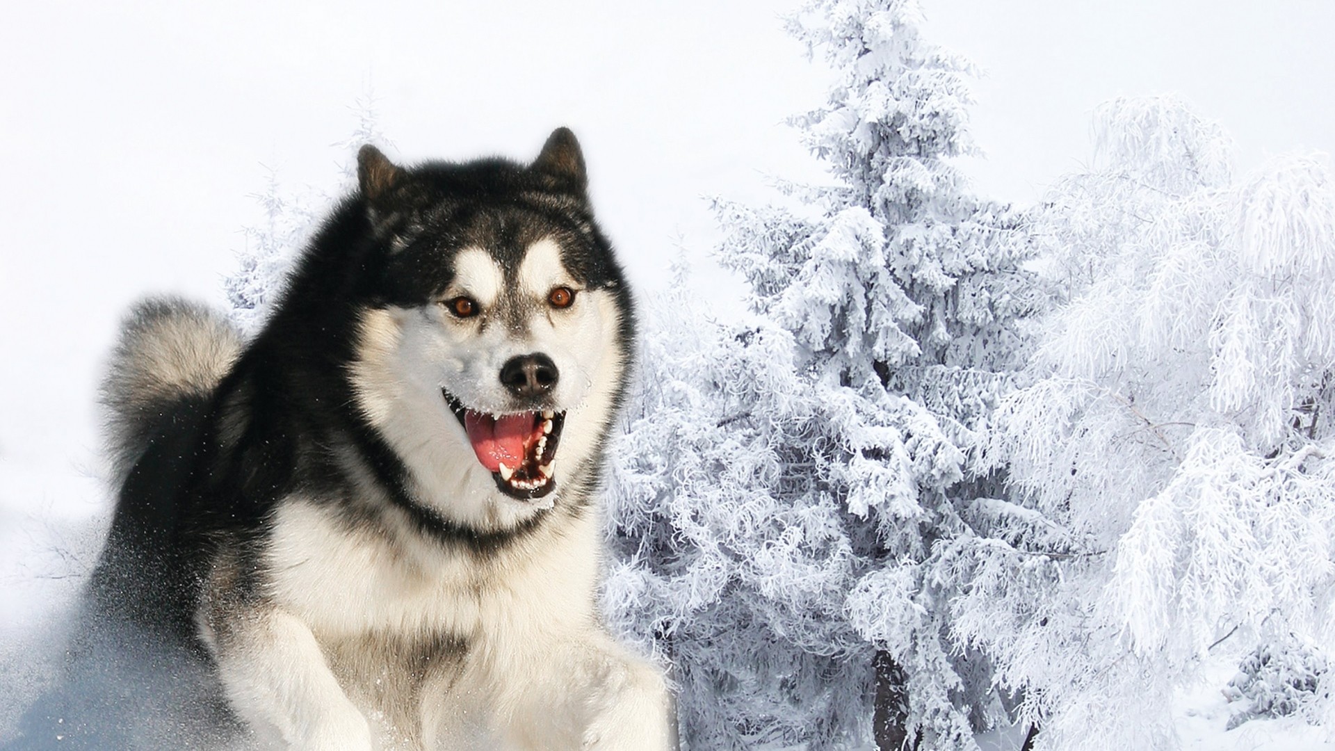 Preview wallpaper husky, dog, fluffy, face, hair 1920x1080 1920x1080