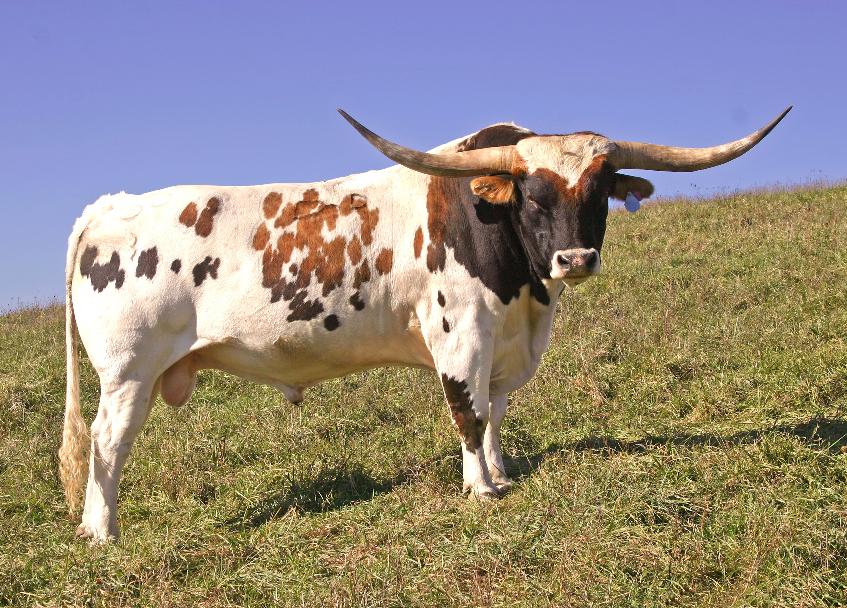 Texas Longhorn Pictures  Download Free Images on Unsplash