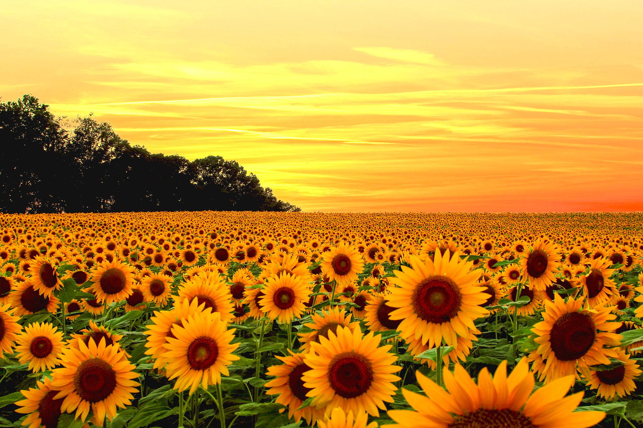 Sunflower Wallpaper Desktop (67+ pictures)