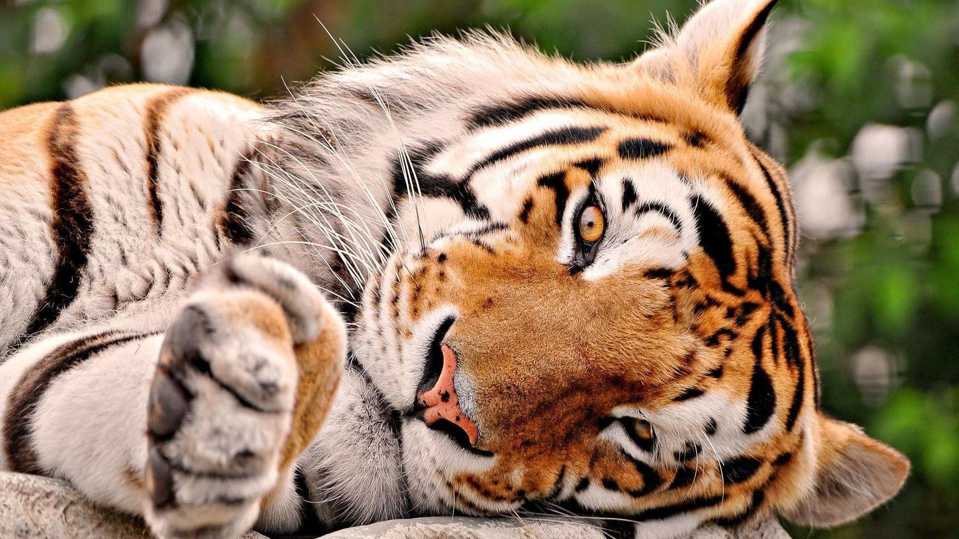 2560x1600 / tiger hd wallpaper - tiger category - Coolwallpapers.me!