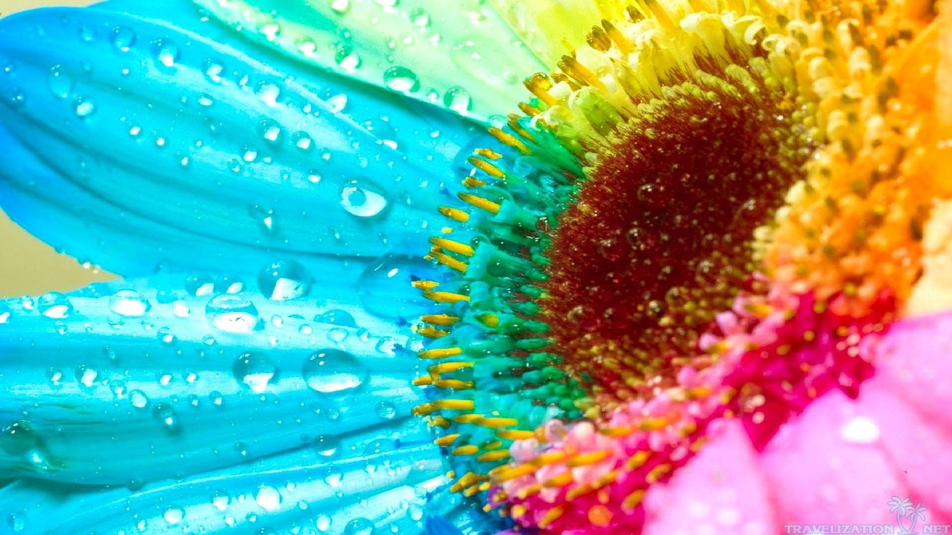55000 Rainbow Flower Wallpaper Pictures