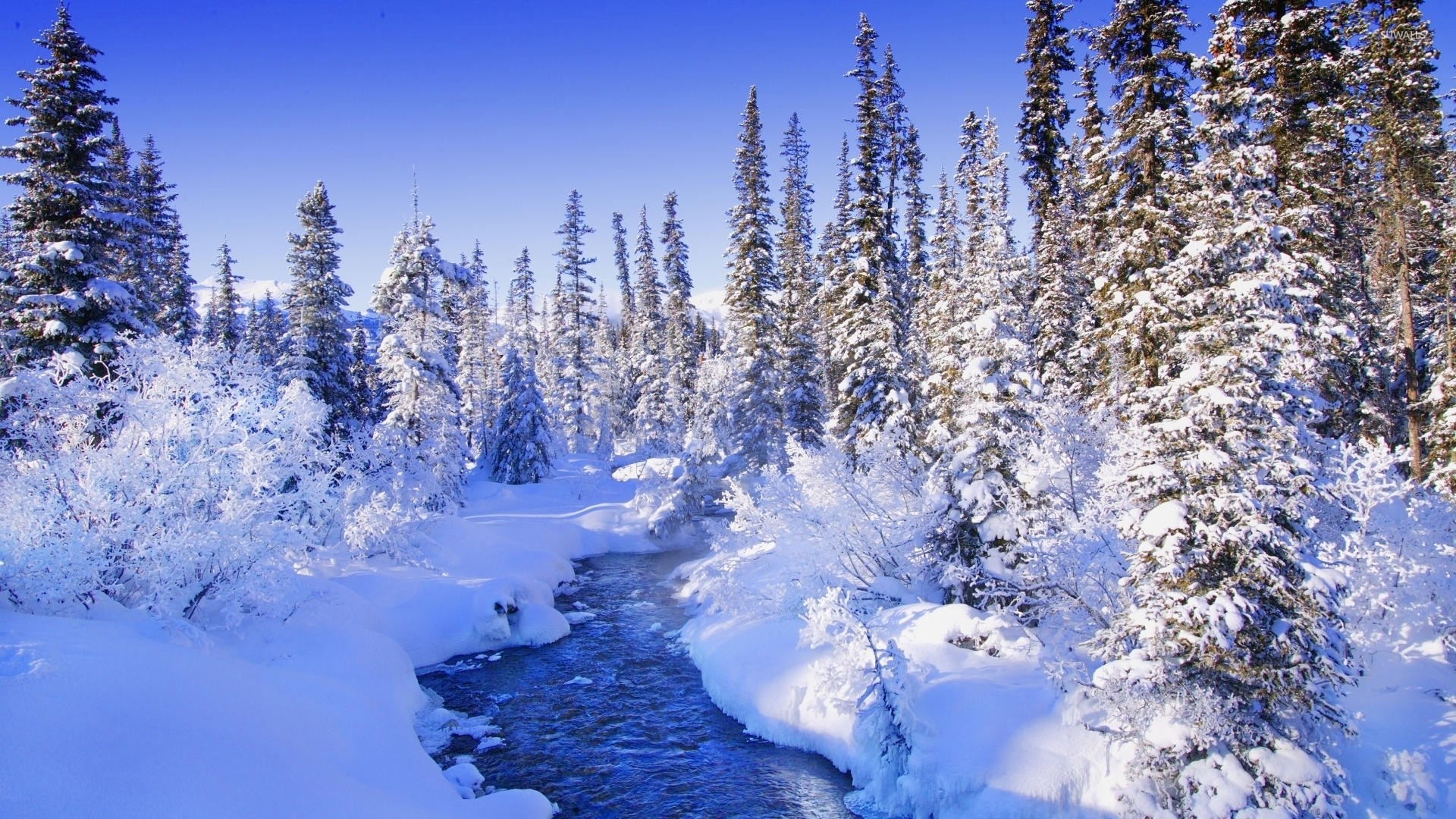 Snowy Forest Wallpaper 70 Pictures 