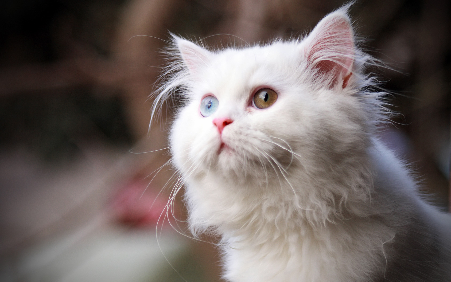 White Cat 1920x1200