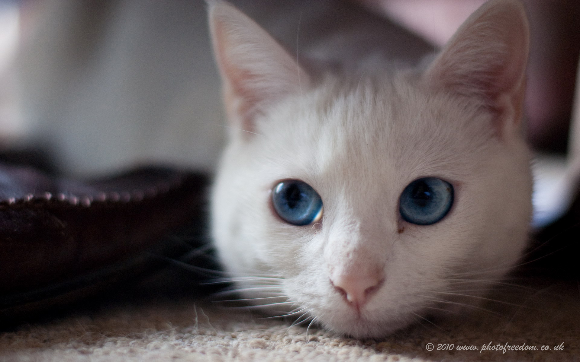 Download High quality cat, white cat, blue eyed cat, blue eyes Cats wallpaper 1920x1200