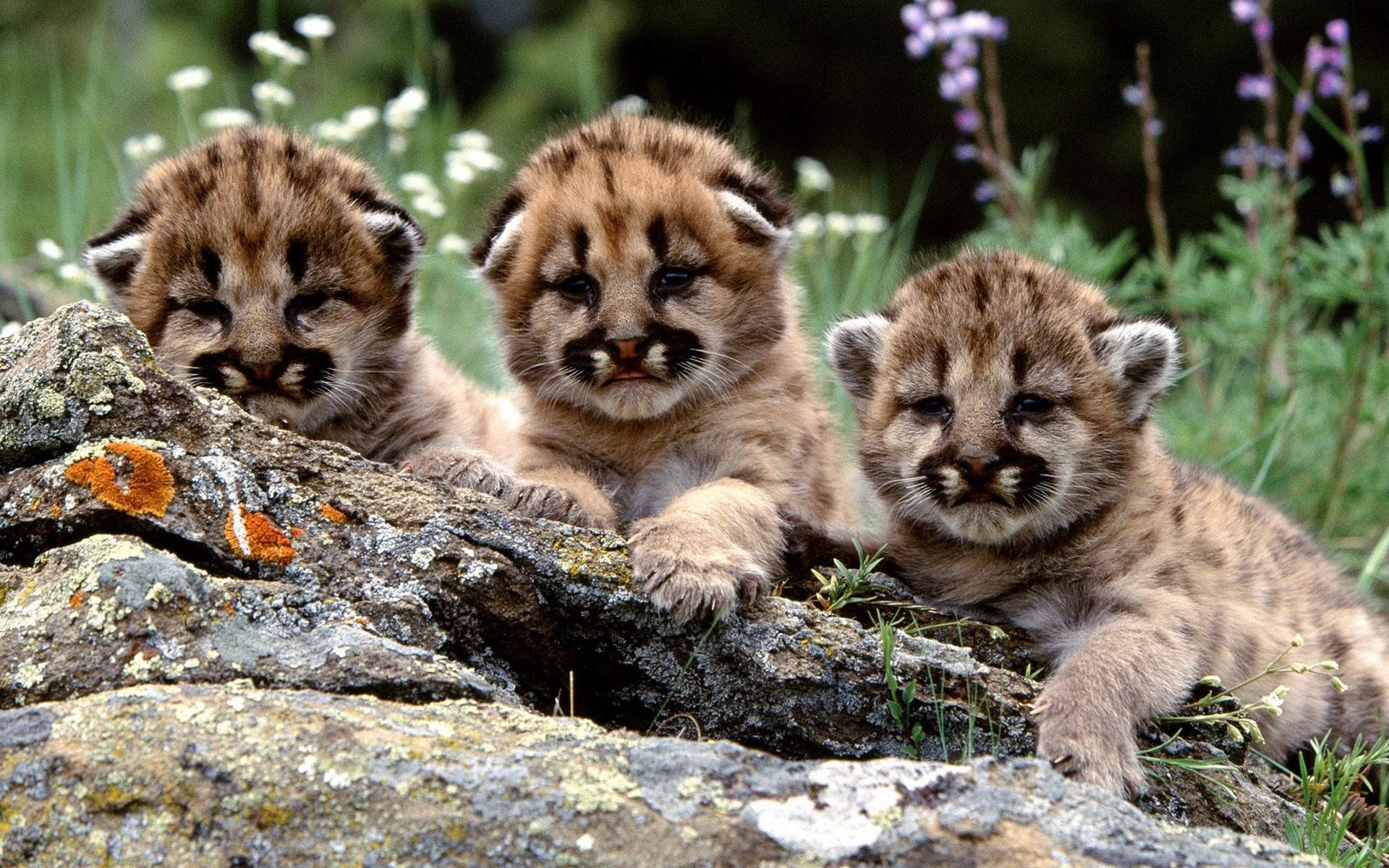 100 Cute Tiger Pictures  Wallpaperscom