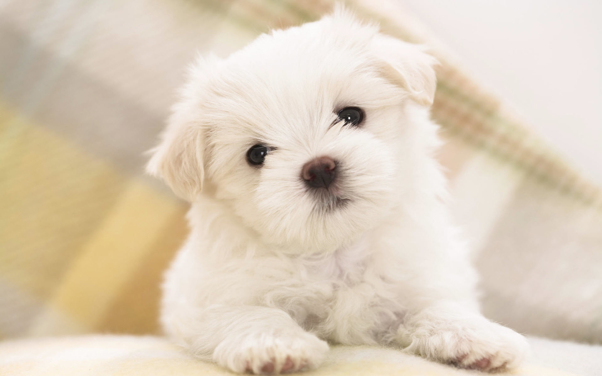 Cute Puppy  Dog Wallpaper Download  MobCup