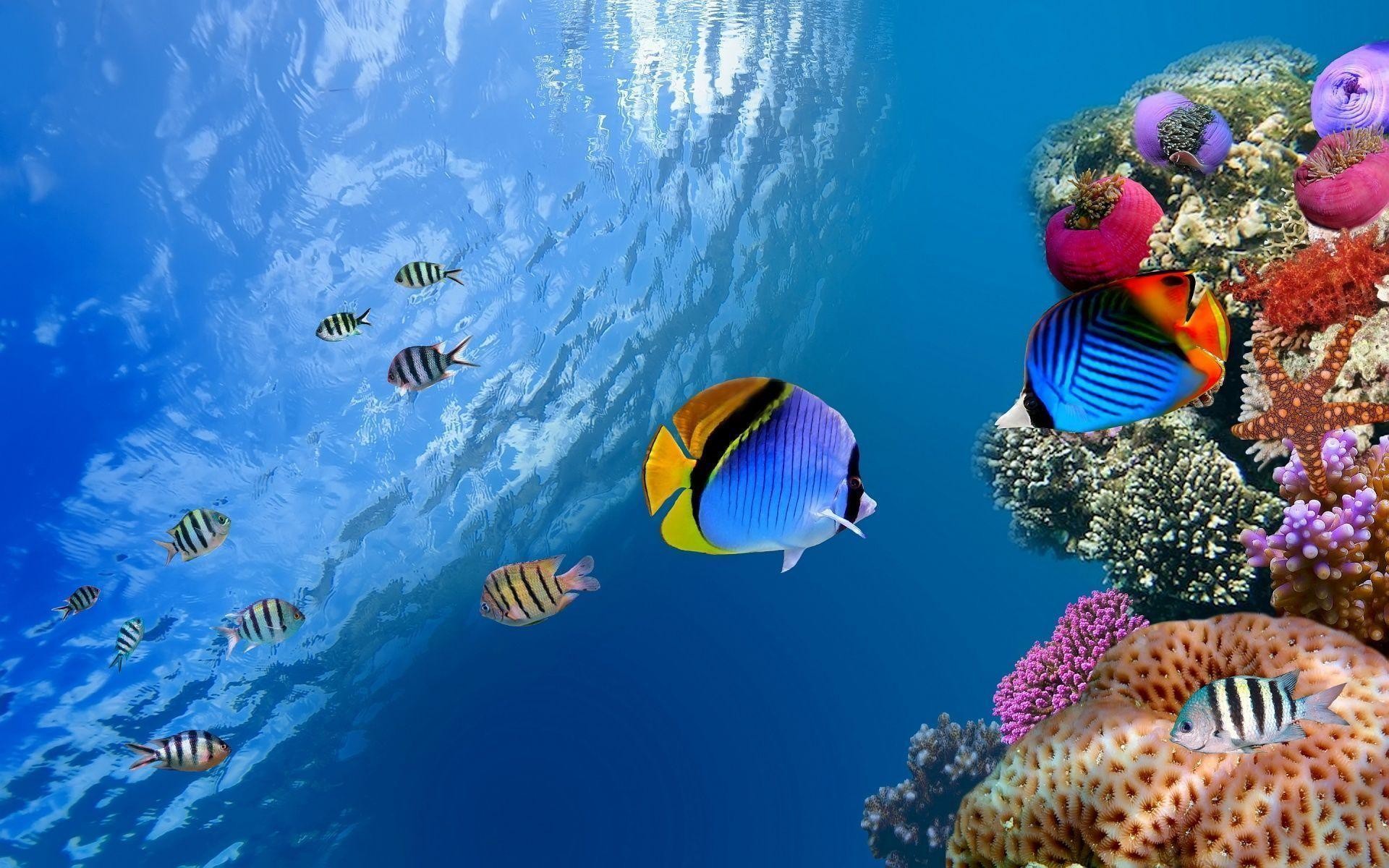 Tropical Fish Backgrounds (63+ pictures)