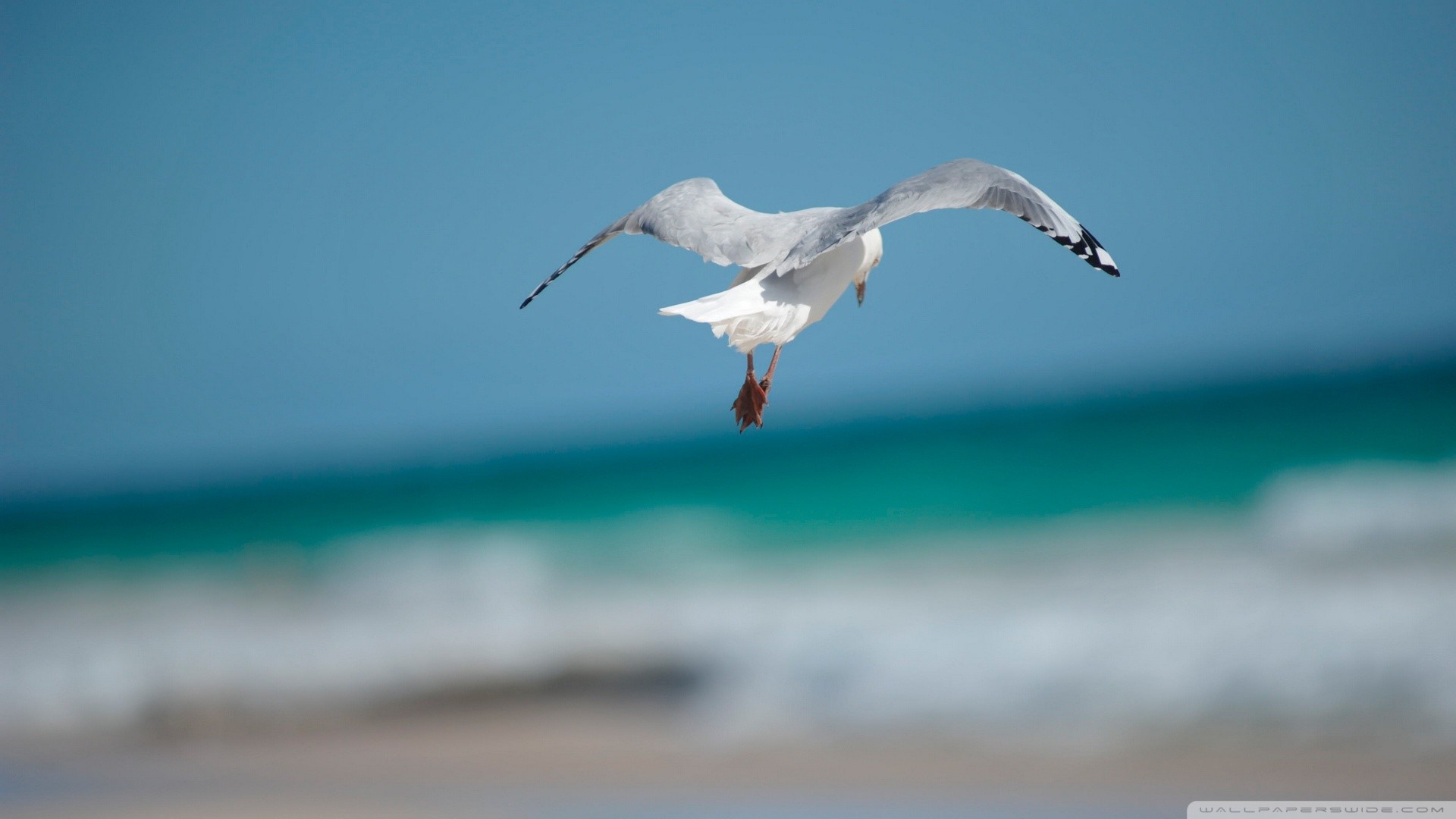 Download Seagull wallpapers for mobile phone free Seagull HD pictures