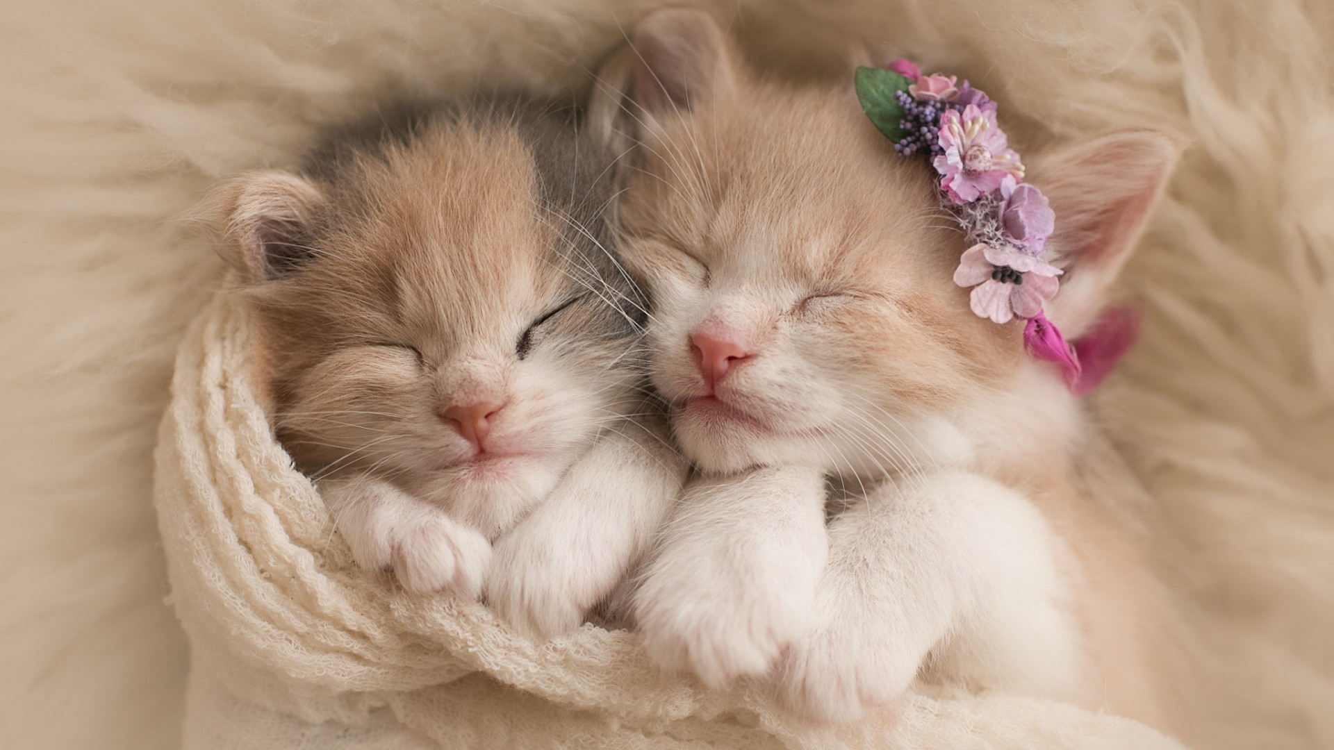 Kittens Wallpaper 60 Pictures