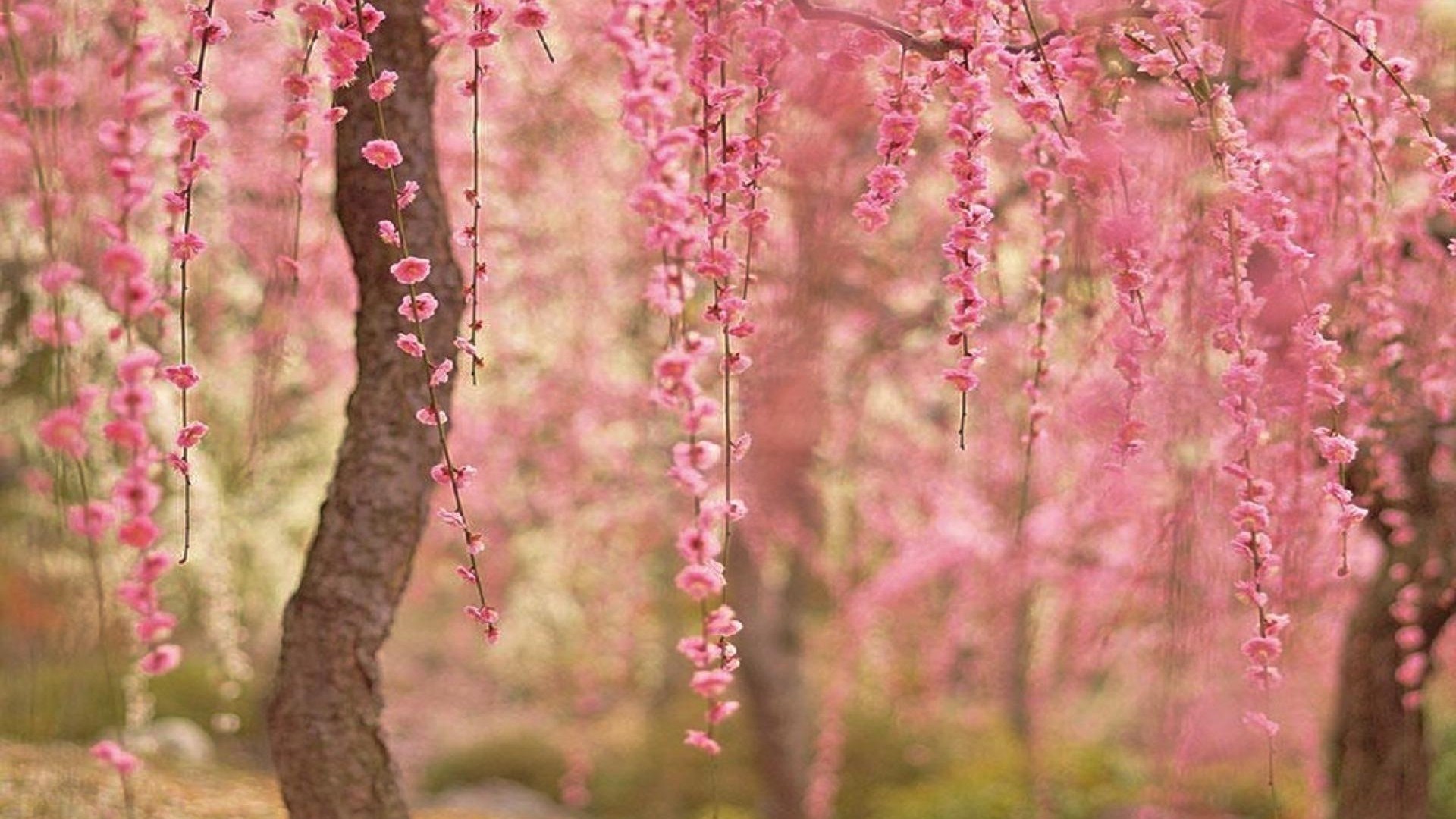 Cherry Blossom Iphone Wallpaper Full Hd  Cherry Blossoms  1080x1920  Wallpaper  teahubio