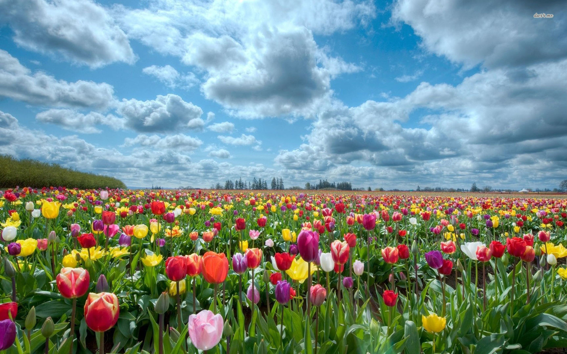 Tulips wallpapers - Những bức ảnh tulips wallpapers sẽ mang đến cho bạn cảm giác thanh lịch và trang nhã. Sắc hồng, trắng, đỏ hoặc vàng, hãy để những bông hoa tulip truyền cảm hứng và tinh thần cho bạn mỗi khi nhìn vào màn hình điện thoại hoặc máy tính.