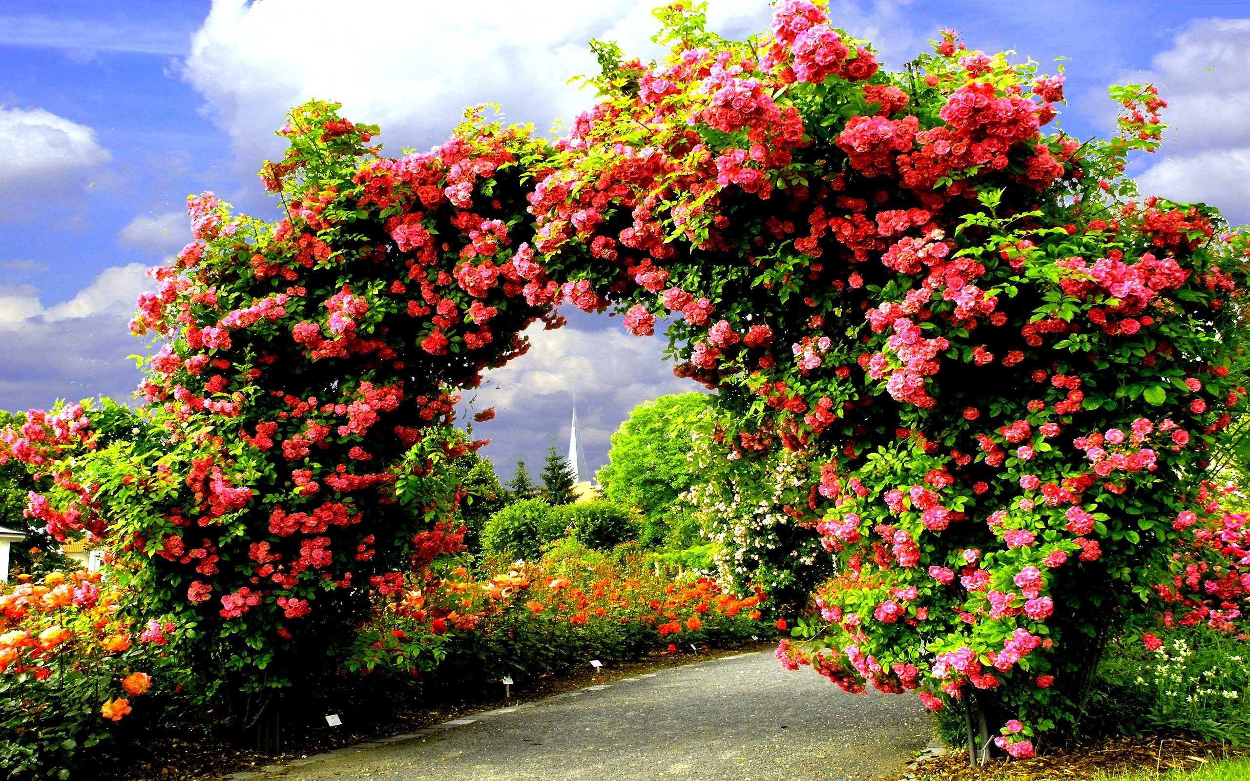 Rose Garden Background Images Hd - carrotapp