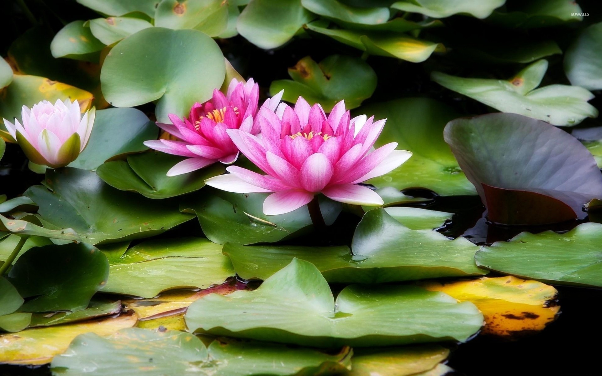 Water Lilies Wallpaper (72+ pictures)