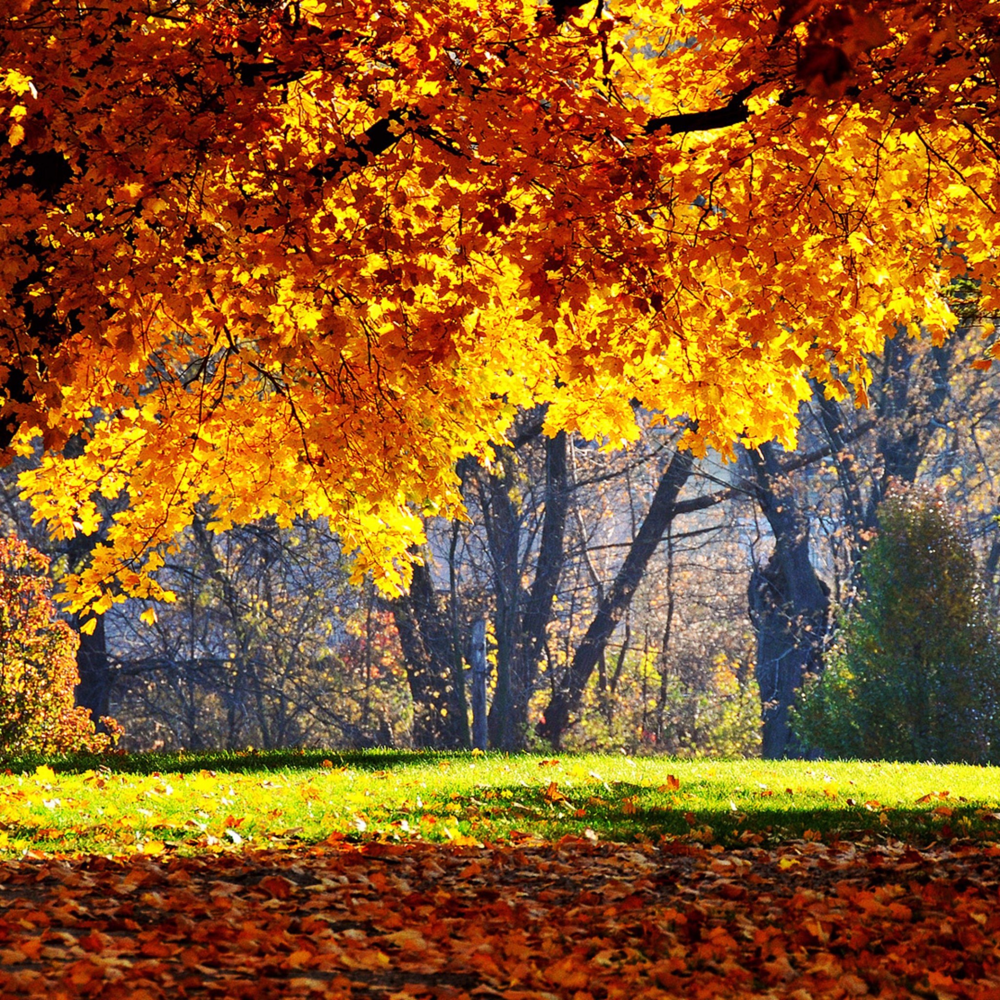 Fall Images Wallpaper.