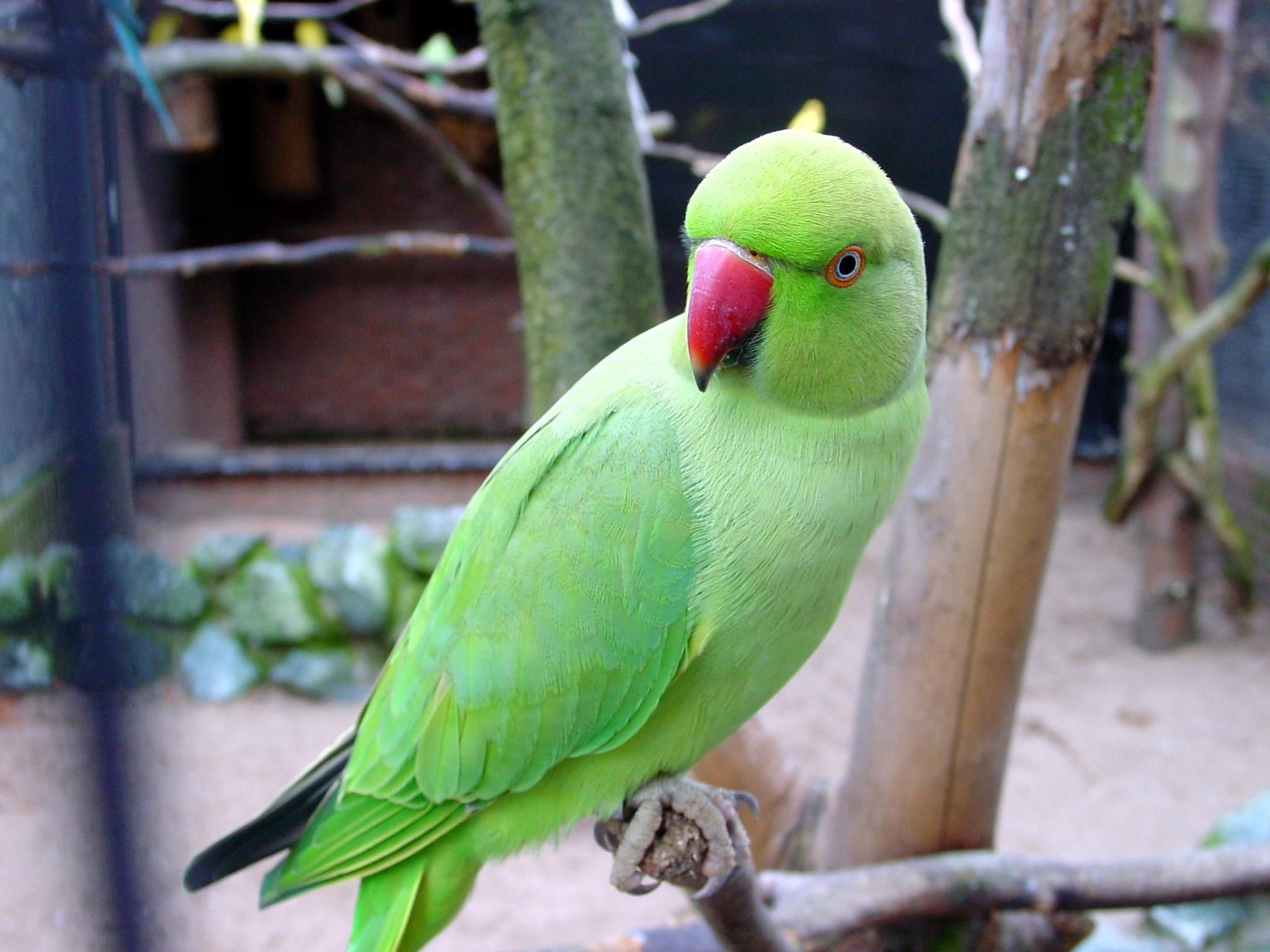 Ожереловый говорит. Ожереловый попугай. Ожереловый попугай зеленый. Индийский кольчатый попугай ожереловый. Ожереловый попугай желтый.