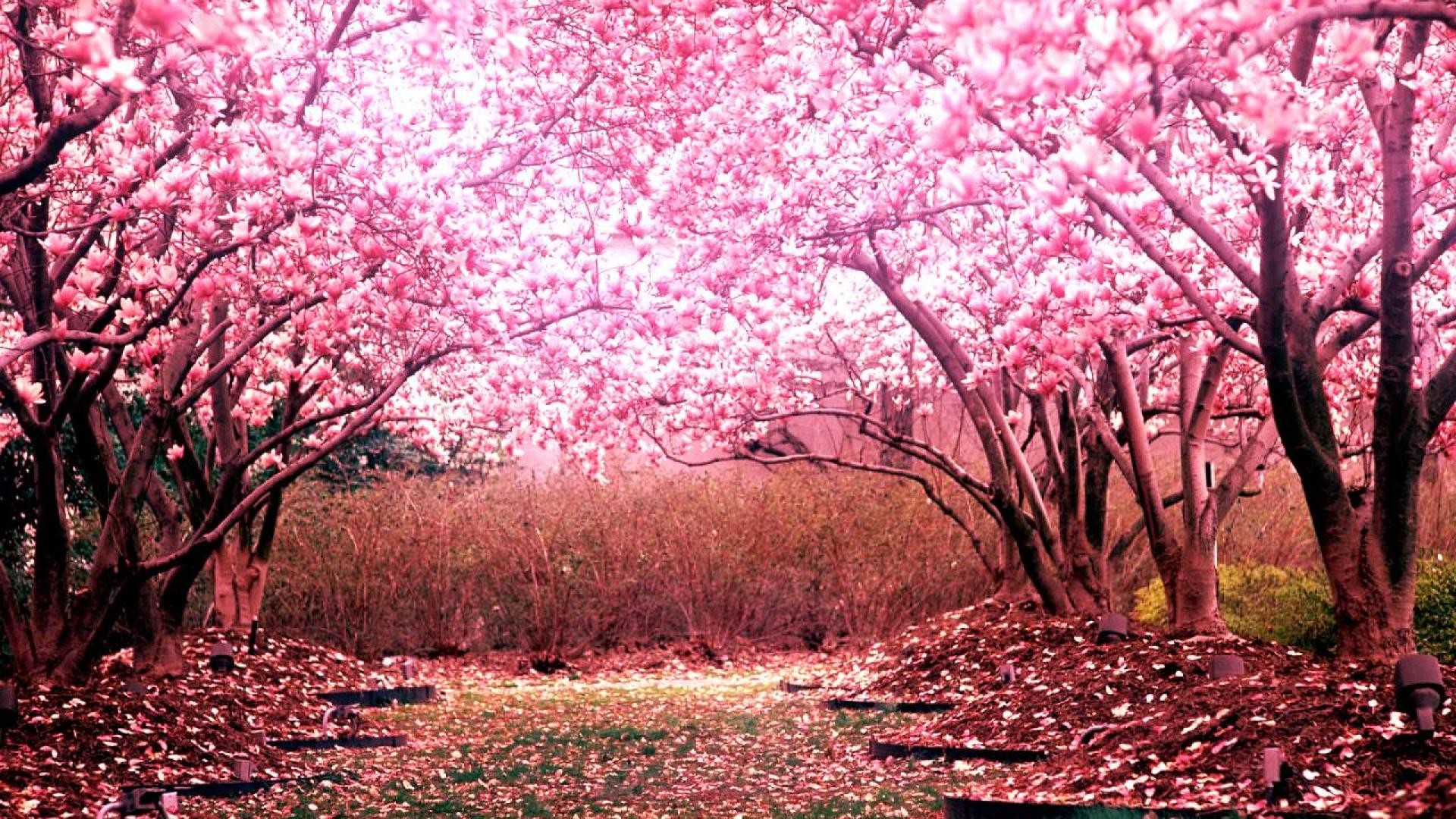 Cherry Blossom Wallpapers Pictures