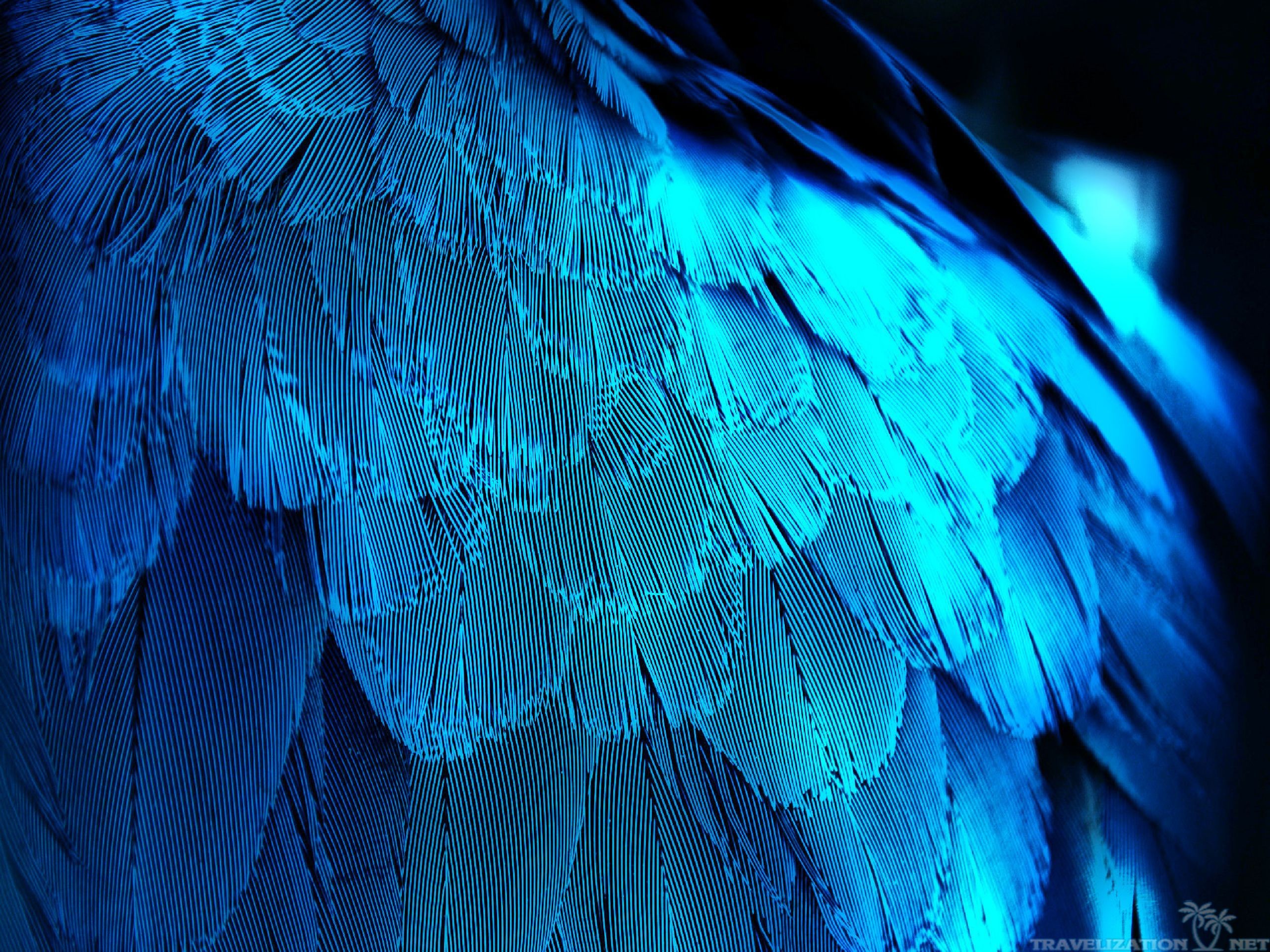 Blue bird HD wallpapers free download  Wallpaperbetter