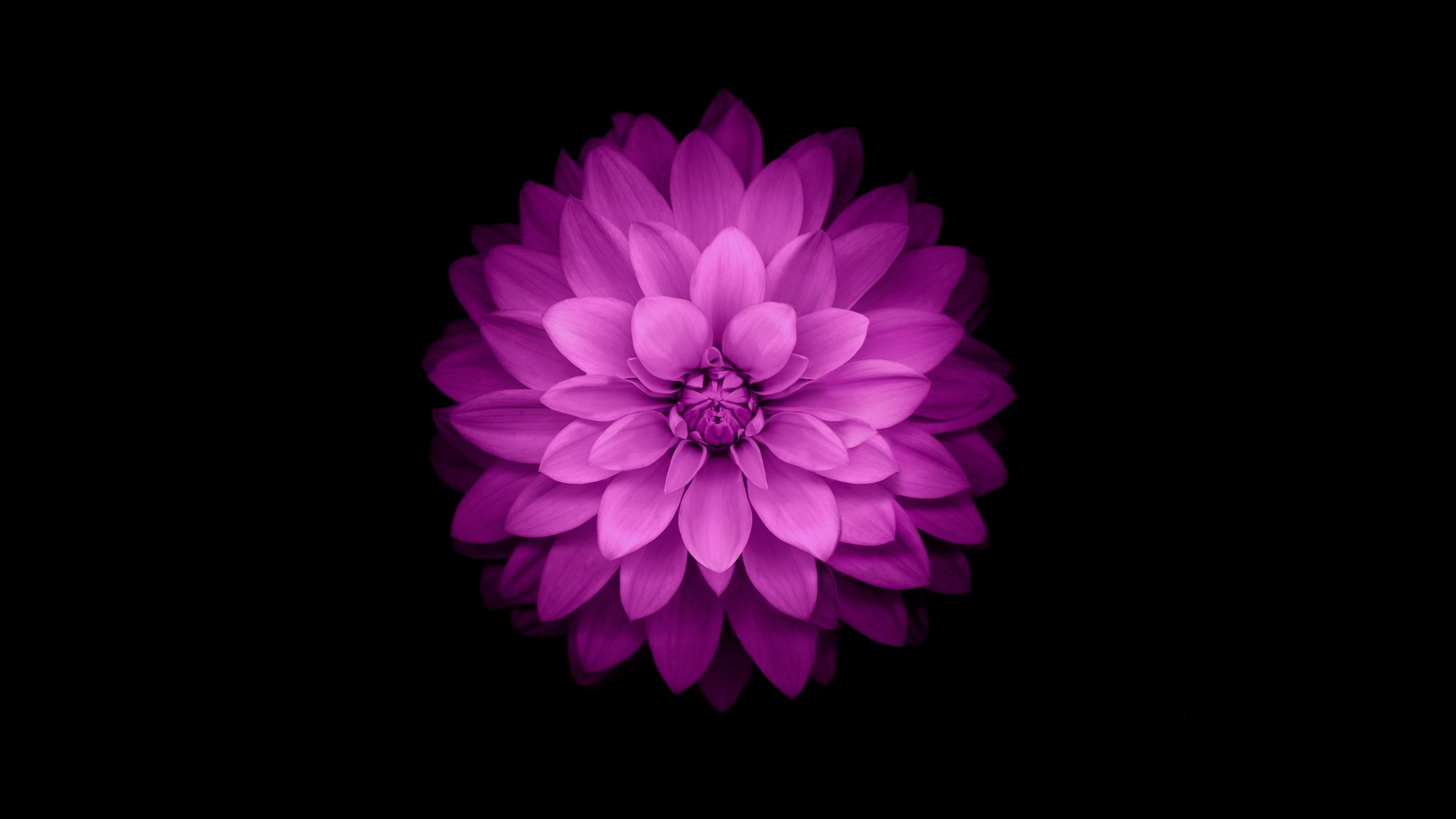 Pink and Purple Flower Backgrounds (59+ pictures)
