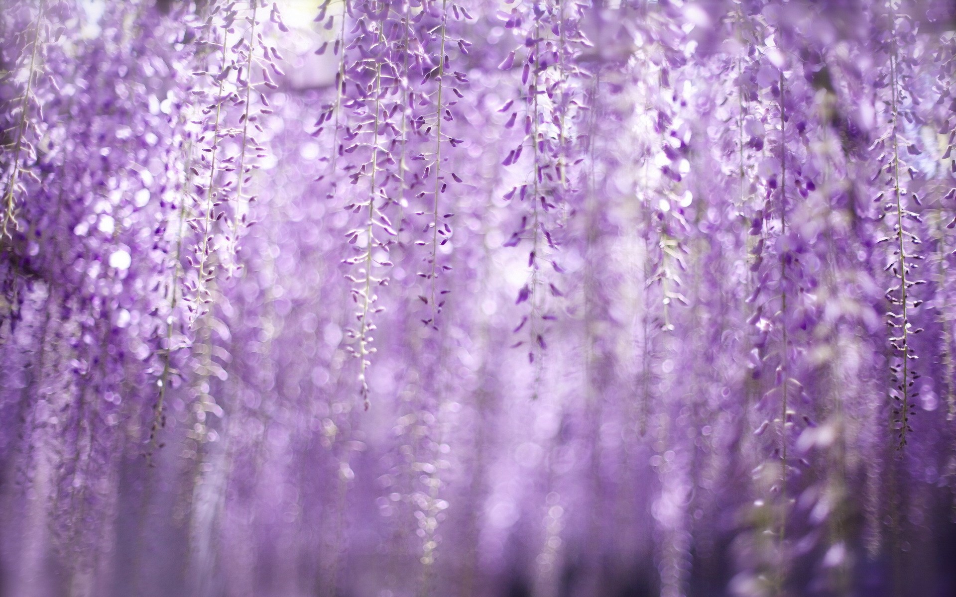 Wisteria Wallpaper 55 Pictures