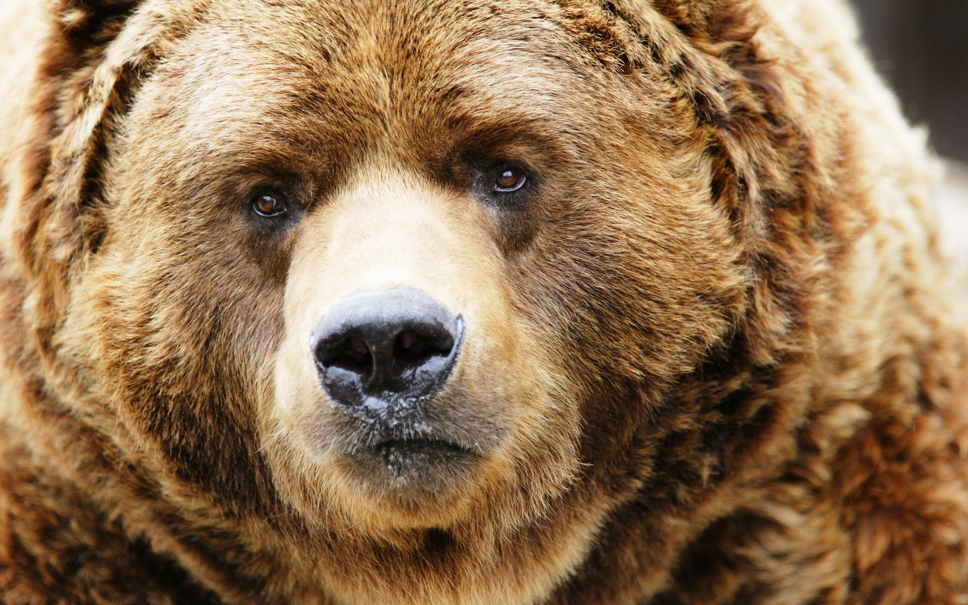 Animal Close Up Wallpapers 37568 1920x1200