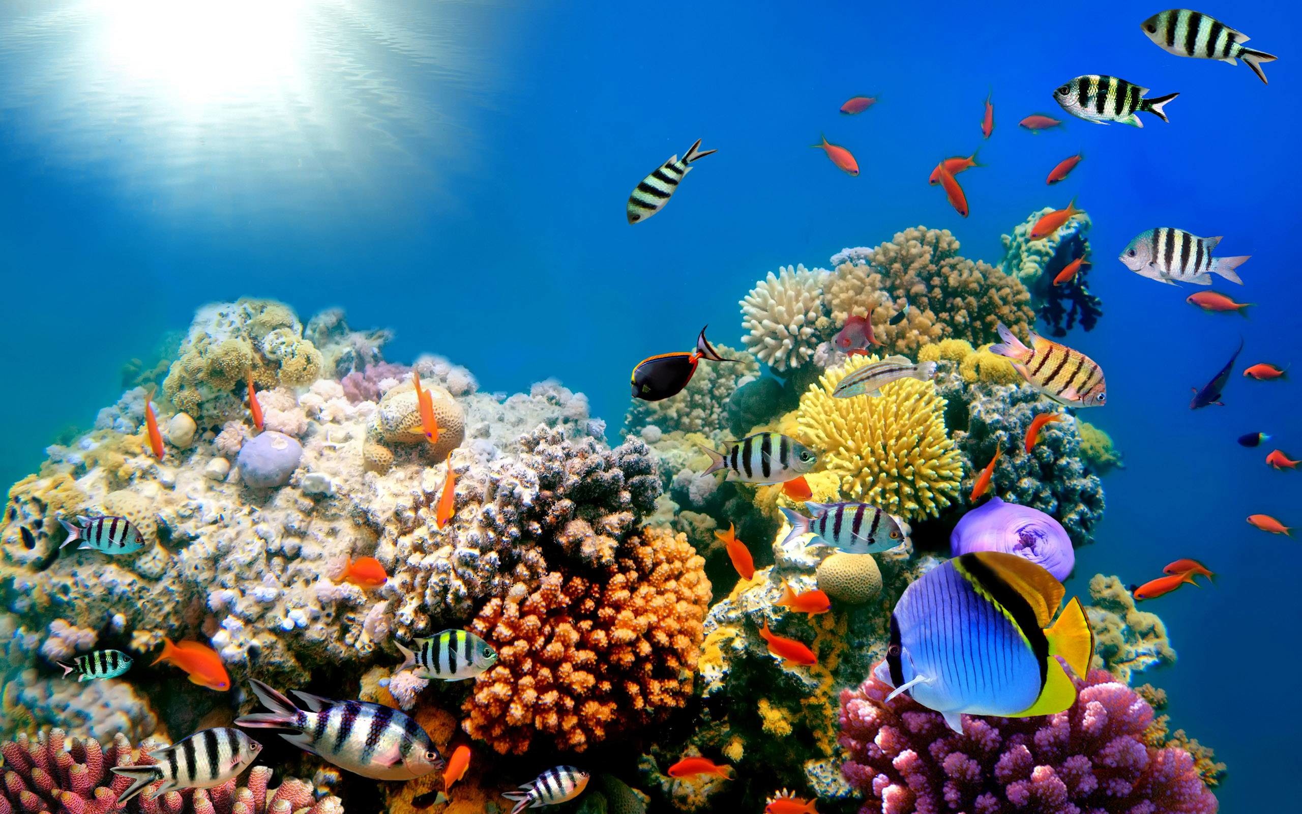 Wallpaper Fish 5k 4k wallpaper 8k diving tourism Cocos Island Costa  Rica Magnetic Island Australia Ambergris Caye Worlds best diving  sites OS 608