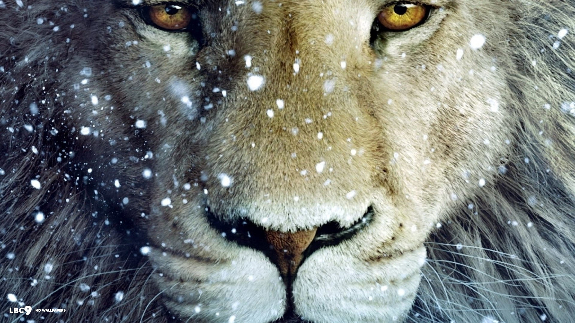 White Lion Wallpapers (63+ pictures)