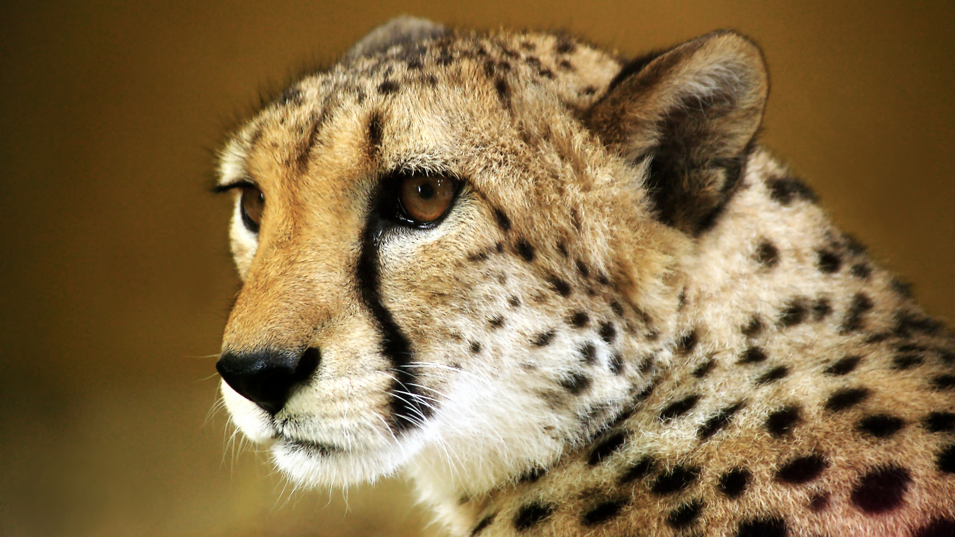 Free download baby cheetah close up is just one of the cute baby animals of  Africa 612x403 for your Desktop Mobile  Tablet  Explore 74 Cute  Cheetah Wallpaper  Cheetah Wallpapers