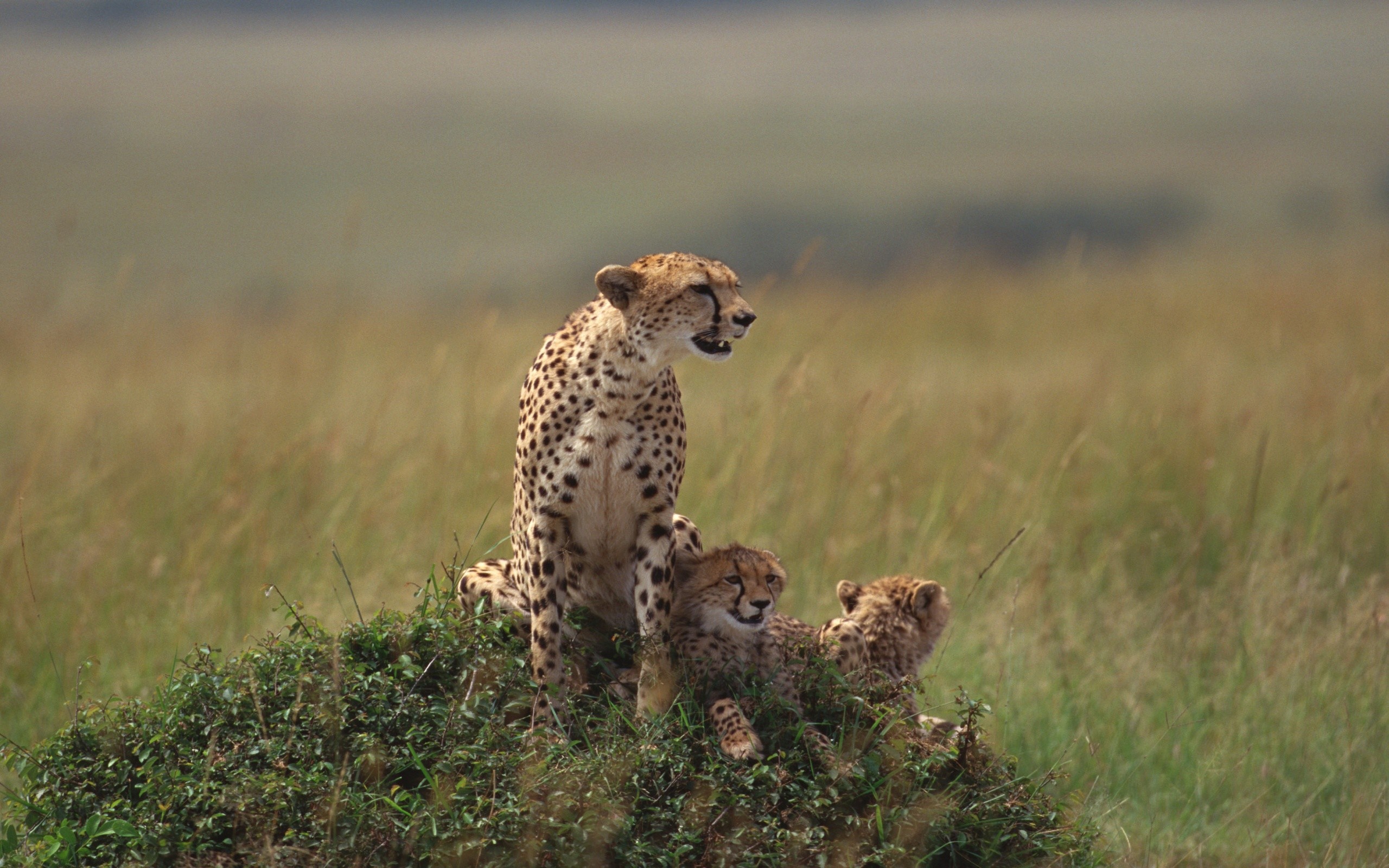 Baby Cheetah Wallpaper 30510 2560x1600