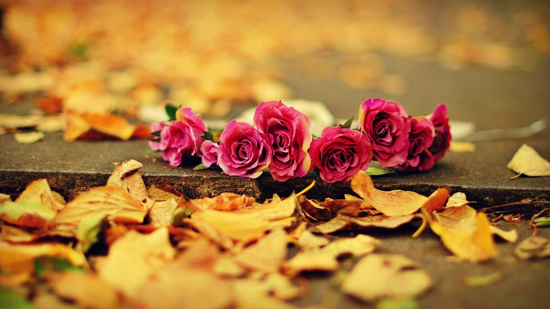 Fall Flowers Pictures  Download Free Images on Unsplash