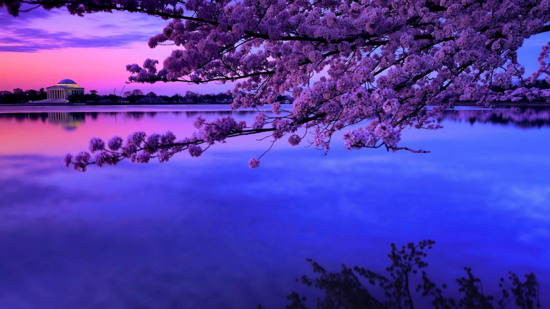 Cherry Blossom Backgrounds (61+ pictures)