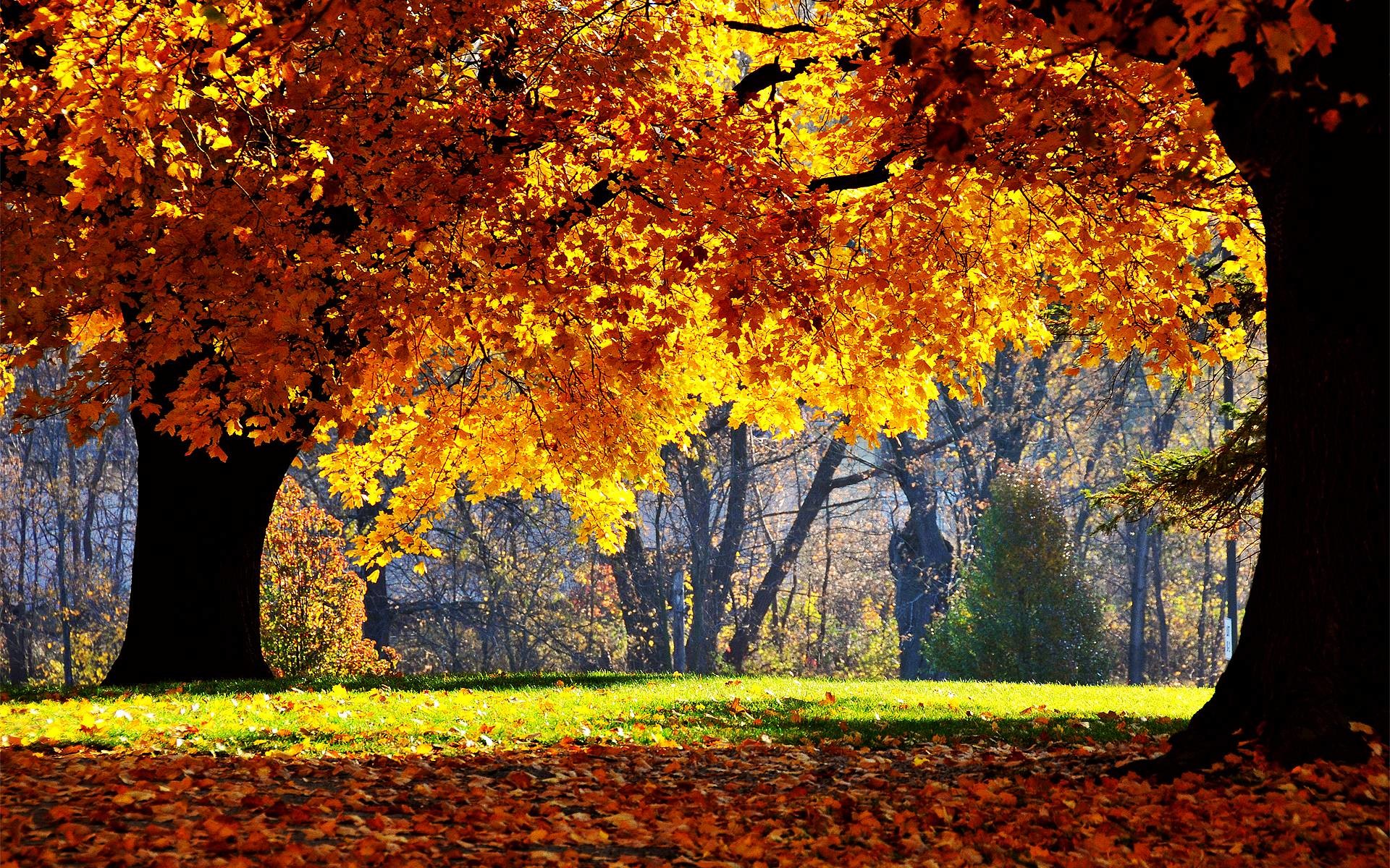 Autumn Trees Laptop Background