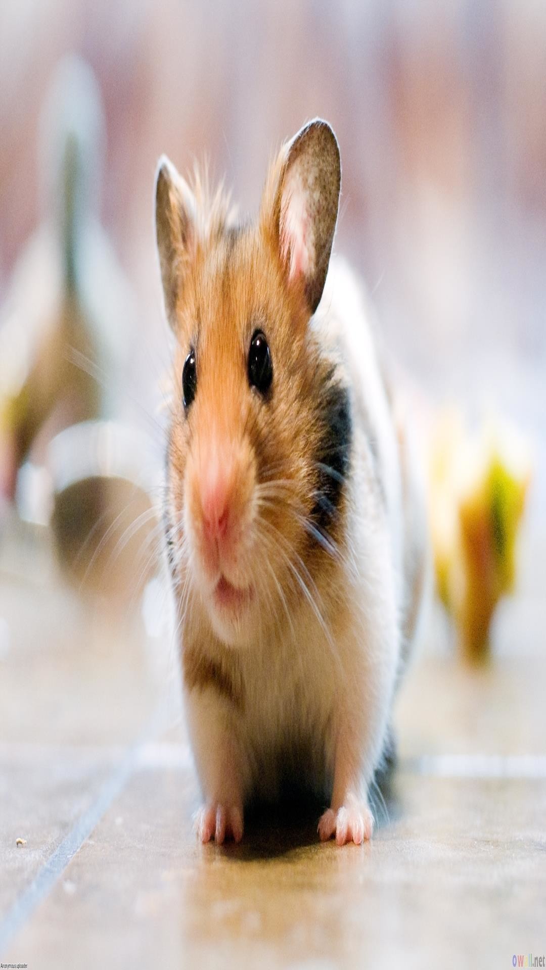 Hamster Wallpaper (64+ pictures)