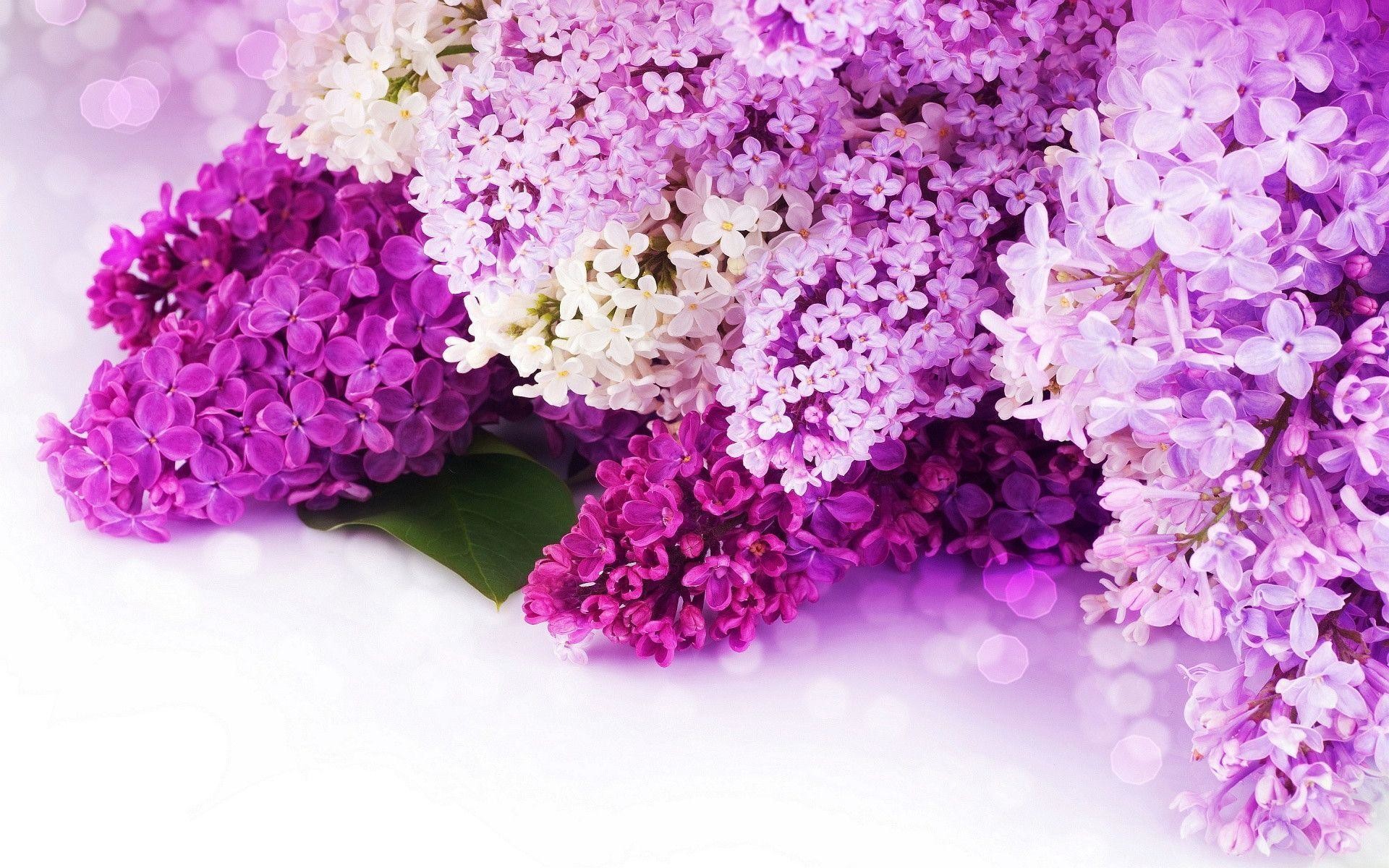 Pink And Purple Flower Backgrounds 59 Pictures
