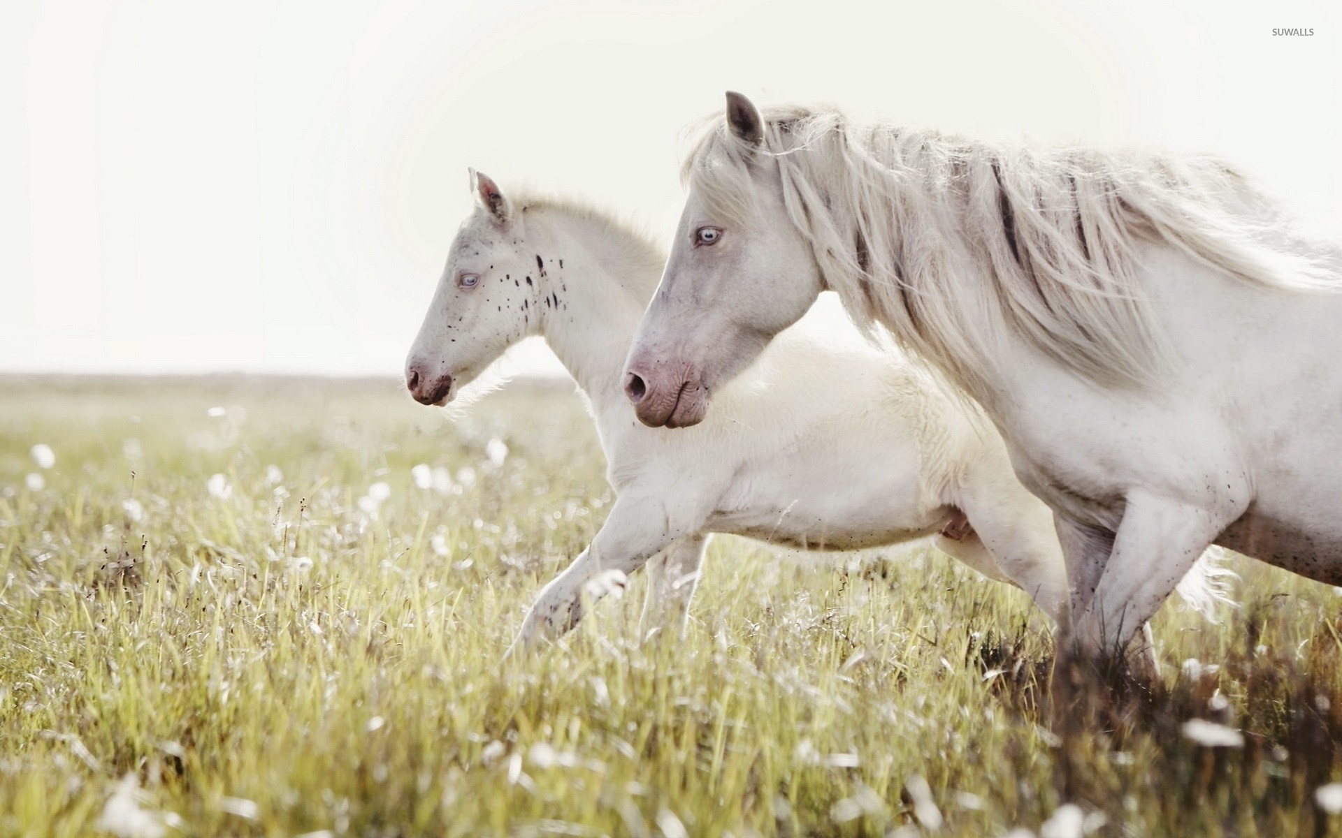 Horse with White Background (32+ pictures)