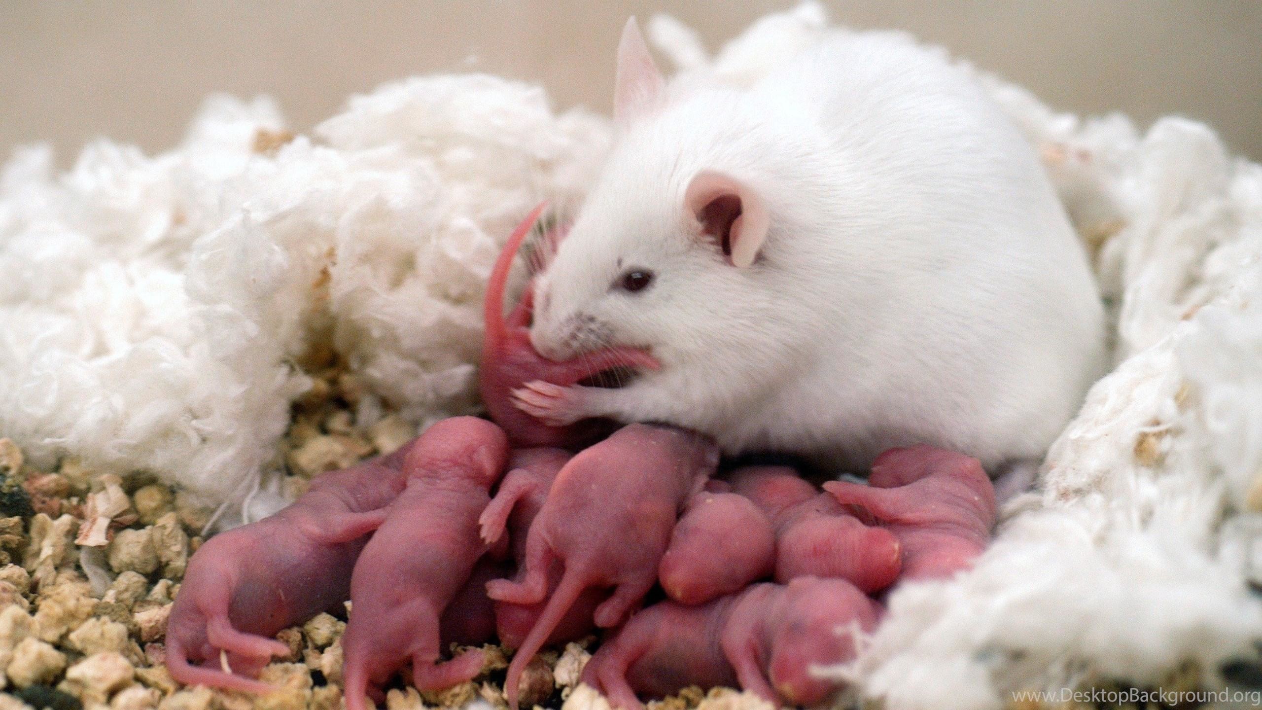 Новорожденные детеныши мыши. Сирийский хомяк альбинос. Крысы крысы. Крыса с крысятами.