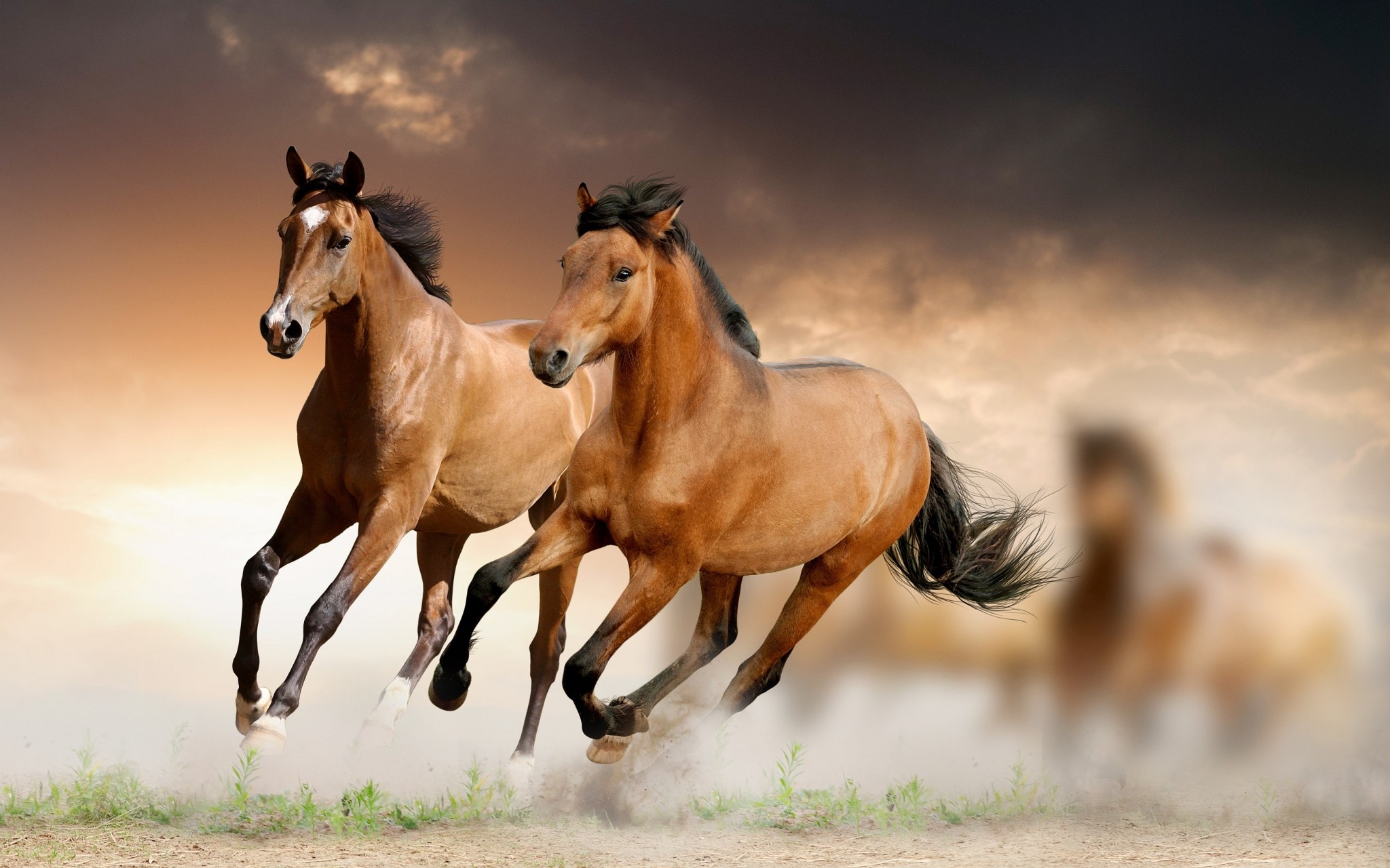 ... WallpaperSafari Horse Wallpaper Desktop #6972229 ... 2048x1280