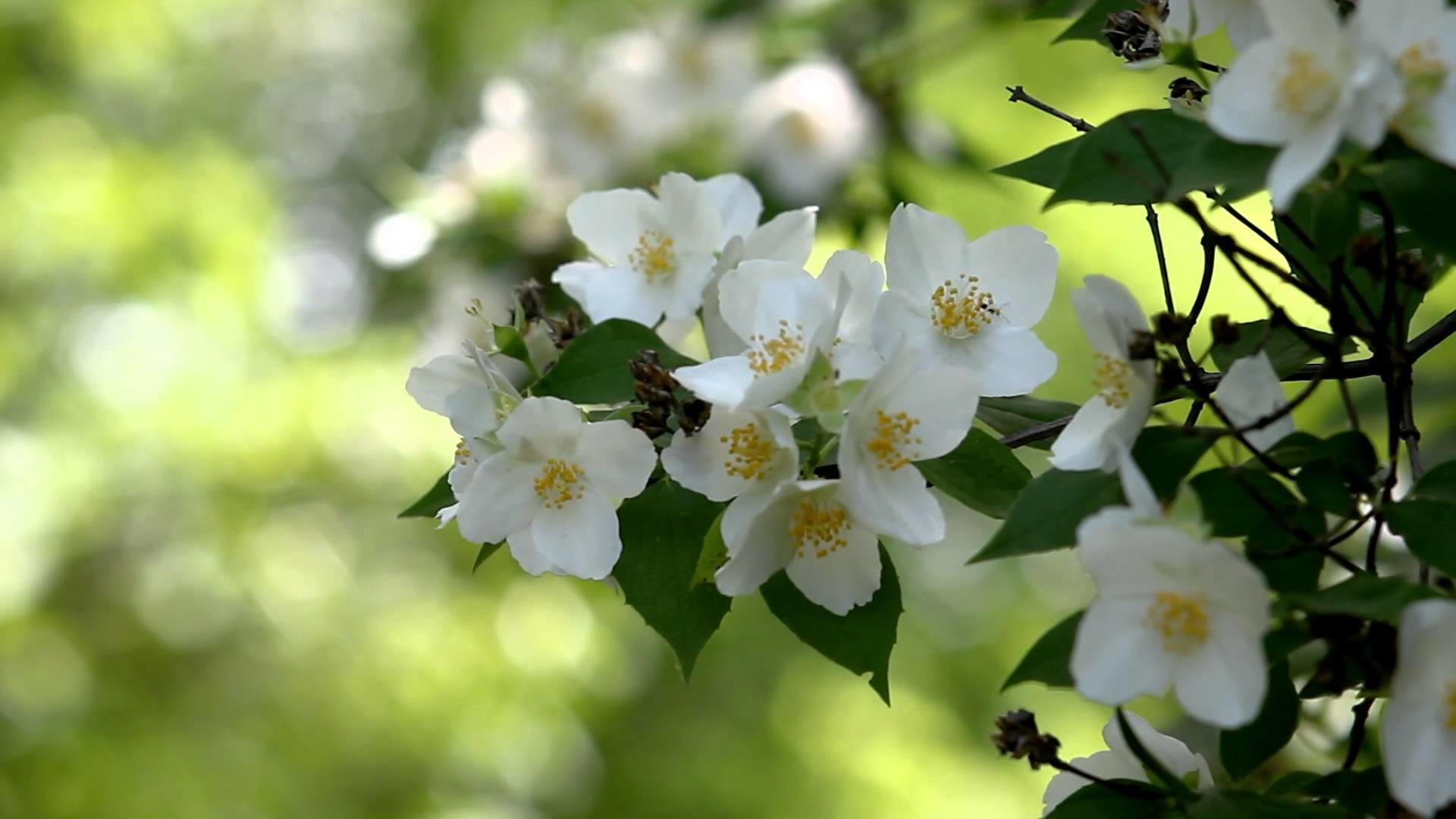 Jasmine Flower Wallpaper 1920x1080