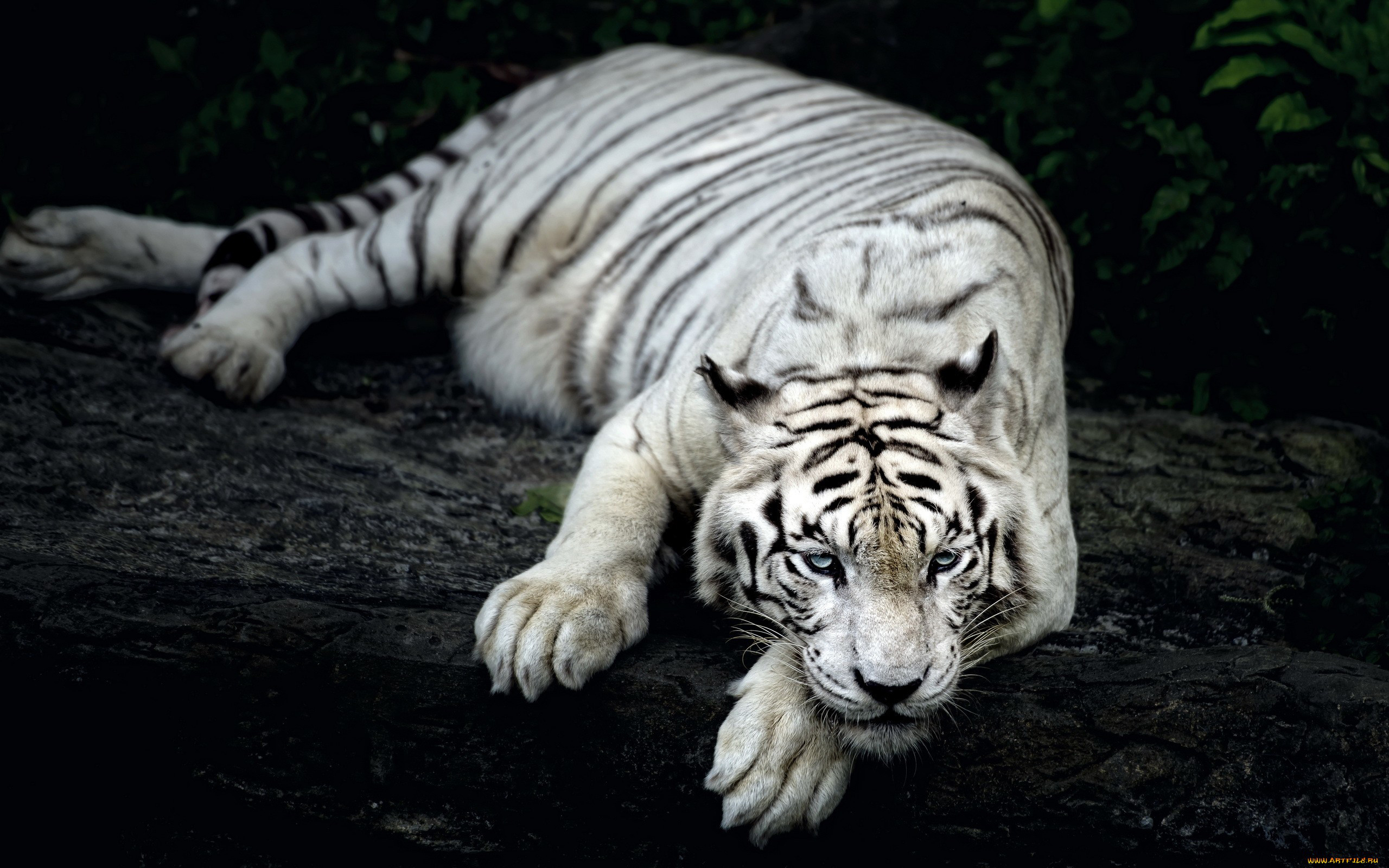 White Tiger Animal 2560x1600