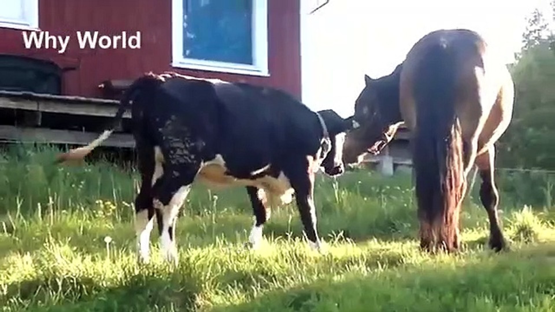 Clever Cows, Curious Cows Funny Cow Videos Cute Cow u0026 Horse Video 1920x1080