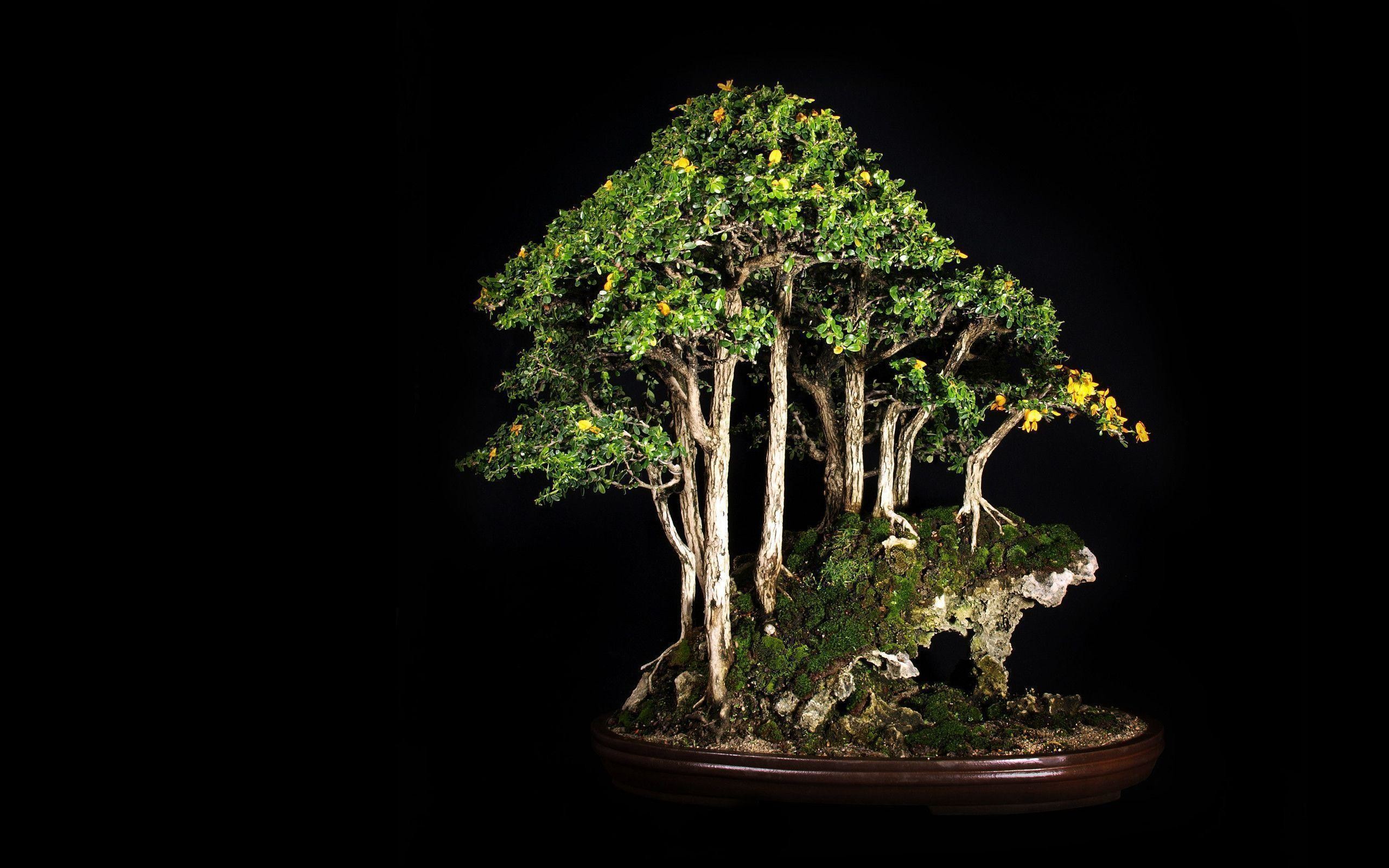 Tree Bonsai Tree Black leaves d wallpaper | 2560x1600 | 67867 . 2560x1600