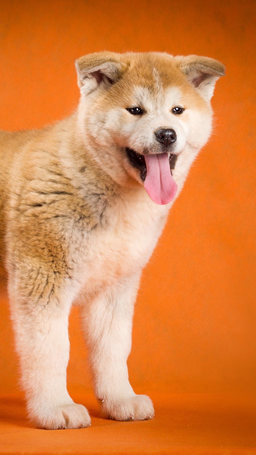 Animal / Akita (1080x1920) Mobile Wallpaper 1080x1920