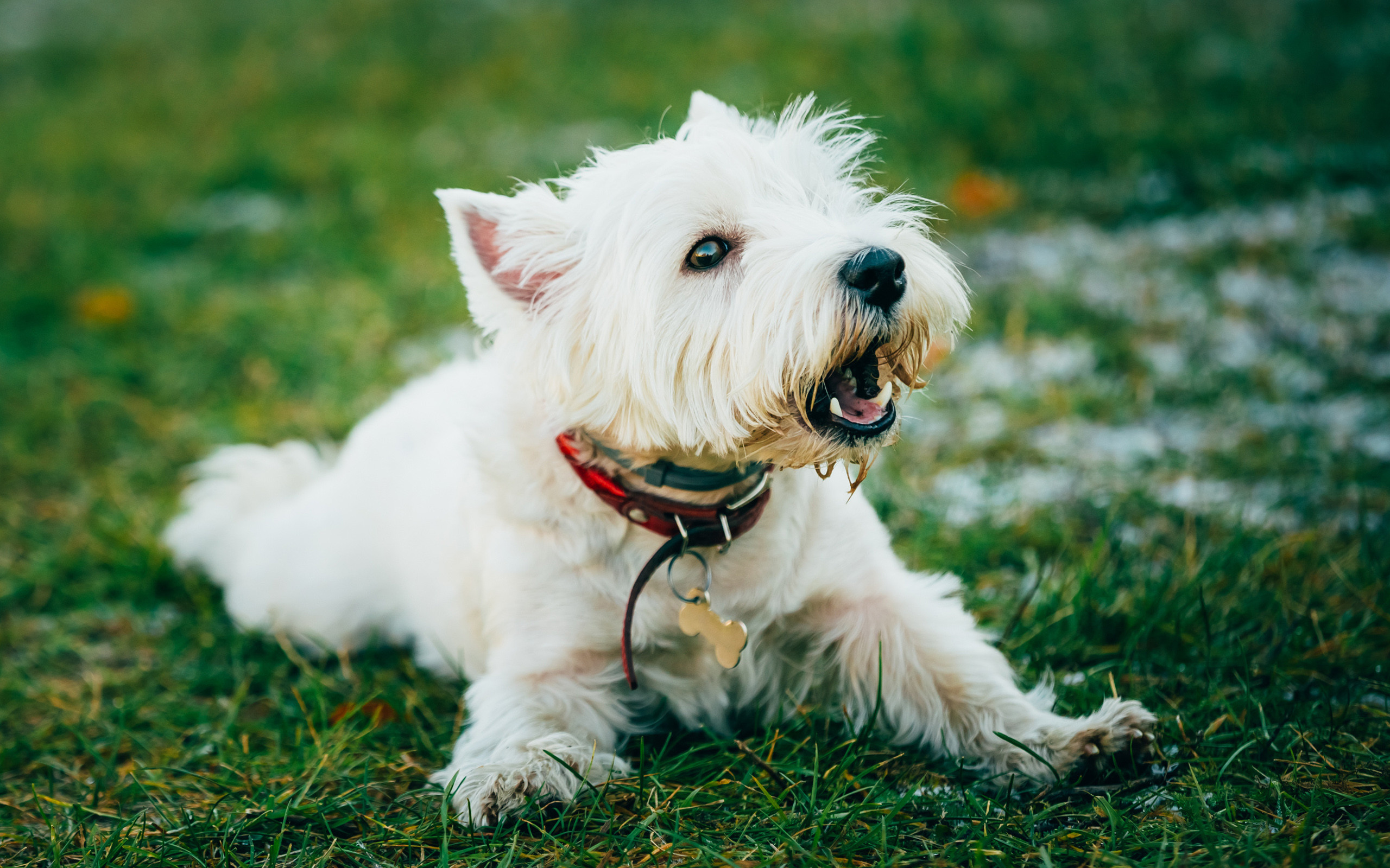 Westie Dog - Photos All Recommendation